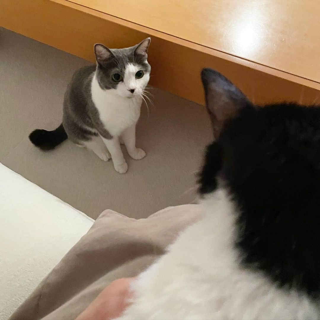 猫ラボさんのインスタグラム写真 - (猫ラボInstagram)「飼主の膝の上マウント」11月25日 20時50分 - nekolabo