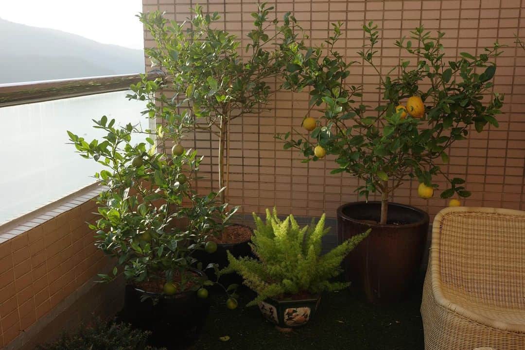 永田杏奈さんのインスタグラム写真 - (永田杏奈Instagram)「6:00 AM 最近GRⅢXの存在を忘れていたので、気持ちの良い朝を撮ってみた📷  可愛いバルコニーの植栽たちも お花、レモン、ライム、ハーブ🍋🌿　  香港に住むと決まるまでこんなに自然が近くにあると知らなかったけど、香港は街のすぐそこに自然があるのです🌳 東京生まれの私ですが、自然の近くに住む魅力を毎日のように感じています。 Diviの散歩も気持ち~🐕‍🦺 不便な事は沢山ありますが自然から得られるパワーはそれを忘れさせるgood energyです。  ただね、都会生まれだからか定期的に街へ繰り出している方が私は調子が良いという事にきづきました😅 電車とバスでセントラルまで片道1時間かかるけど、全然苦じゃないの。 きっと前の私ならかなり面倒くさがっていたに違いない。 因みに車で25分と近いのです🚗 二拠点生活ではないけど、そんな事を感じた今日この頃。  #annahongkonglife  #香港移住生活  #香港暮らし  #gr3x #リビングインテリア」11月25日 21時00分 - annanagata