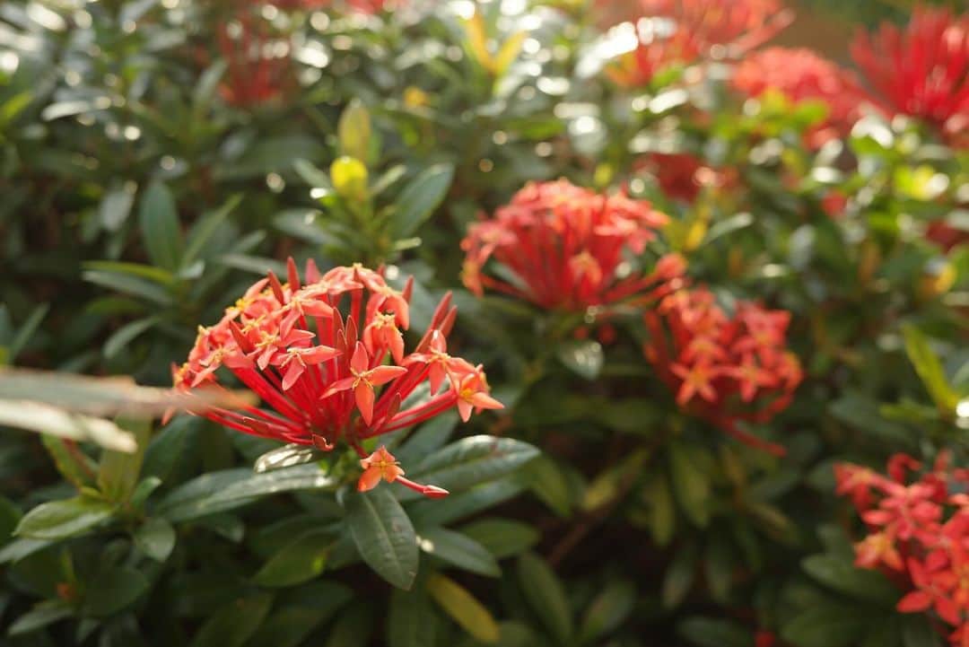 永田杏奈さんのインスタグラム写真 - (永田杏奈Instagram)「6:00 AM 最近GRⅢXの存在を忘れていたので、気持ちの良い朝を撮ってみた📷  可愛いバルコニーの植栽たちも お花、レモン、ライム、ハーブ🍋🌿　  香港に住むと決まるまでこんなに自然が近くにあると知らなかったけど、香港は街のすぐそこに自然があるのです🌳 東京生まれの私ですが、自然の近くに住む魅力を毎日のように感じています。 Diviの散歩も気持ち~🐕‍🦺 不便な事は沢山ありますが自然から得られるパワーはそれを忘れさせるgood energyです。  ただね、都会生まれだからか定期的に街へ繰り出している方が私は調子が良いという事にきづきました😅 電車とバスでセントラルまで片道1時間かかるけど、全然苦じゃないの。 きっと前の私ならかなり面倒くさがっていたに違いない。 因みに車で25分と近いのです🚗 二拠点生活ではないけど、そんな事を感じた今日この頃。  #annahongkonglife  #香港移住生活  #香港暮らし  #gr3x #リビングインテリア」11月25日 21時00分 - annanagata