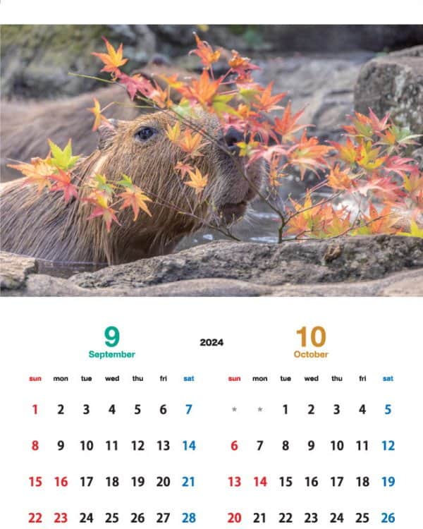 渡辺克仁さんのインスタグラム写真 - (渡辺克仁Instagram)「店頭販売と通信販売(海外発送も一部可能)しております「カピバラカレンダー2024」9月と10月のページです。  壁掛けタイプの「伊豆シャボテン動物公園」「那須＆神戸どうぶつ王国」「長崎バイオパーク」で撮影した各動物園で飼育されているカピバラ達をモデルとした3作品に加え、今年はブラジル・パンタナールで撮影した野生のカピバラ達のカレンダーを製作致しました。  写真のカピバラ達を見て頂いた時、くすっと笑って頂けたり、少しでも心がほぐれる様な作品に仕上げたつもりです。各動物園と通信販売サイトにてご購入いただけます。  詳しくは https://capybara.eek.jp/c2024.html  #カピバラ #水豚 #capybara #カレンダー」11月25日 21時00分 - katsuhito.watanabe