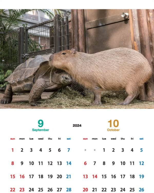 渡辺克仁さんのインスタグラム写真 - (渡辺克仁Instagram)「店頭販売と通信販売(海外発送も一部可能)しております「カピバラカレンダー2024」9月と10月のページです。  壁掛けタイプの「伊豆シャボテン動物公園」「那須＆神戸どうぶつ王国」「長崎バイオパーク」で撮影した各動物園で飼育されているカピバラ達をモデルとした3作品に加え、今年はブラジル・パンタナールで撮影した野生のカピバラ達のカレンダーを製作致しました。  写真のカピバラ達を見て頂いた時、くすっと笑って頂けたり、少しでも心がほぐれる様な作品に仕上げたつもりです。各動物園と通信販売サイトにてご購入いただけます。  詳しくは https://capybara.eek.jp/c2024.html  #カピバラ #水豚 #capybara #カレンダー」11月25日 21時00分 - katsuhito.watanabe