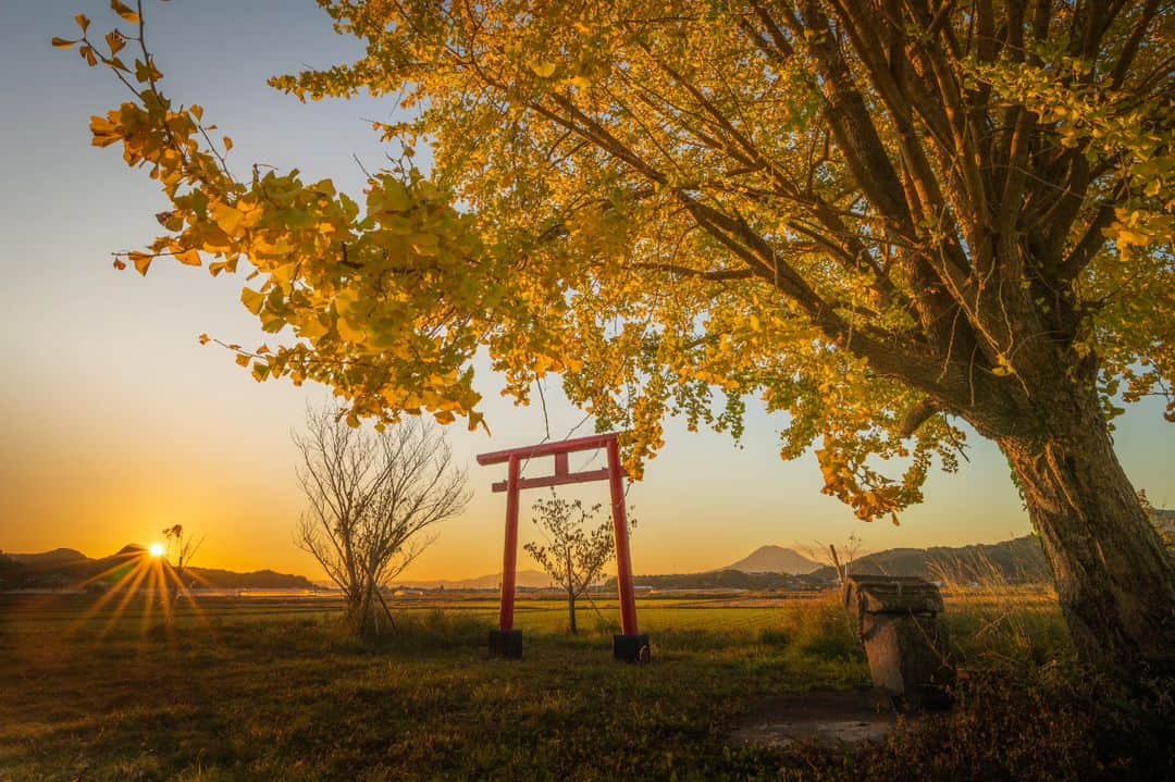 鹿児島よかもん再発見さんのインスタグラム写真 - (鹿児島よかもん再発見Instagram)「姶良市にて早朝参拝＼(^o^)  今年はイチョウの黄色と日中の青空とのコントラストが素晴らしい日が多い気がします。  ただ、この場所は早朝や夕暮れもかなり素敵な場所だったりしますね☺  あ、訪ねられる方は必ず神様へのお詣りをお願い致しますね。神社って神様が鎮座されている場所ですので、ご挨拶もなし！ってのはよろしく無いので(^_^;)  #鹿児島 #鹿児島観光 #姶良観光 #姶良市 #神社 #イチョウ #鹿児島の風景 #鹿児島の自然 #kagoshima #kagoshimaphoto #kagoshimaphotograph #kyushu」11月25日 21時15分 - kagoshimayokamon