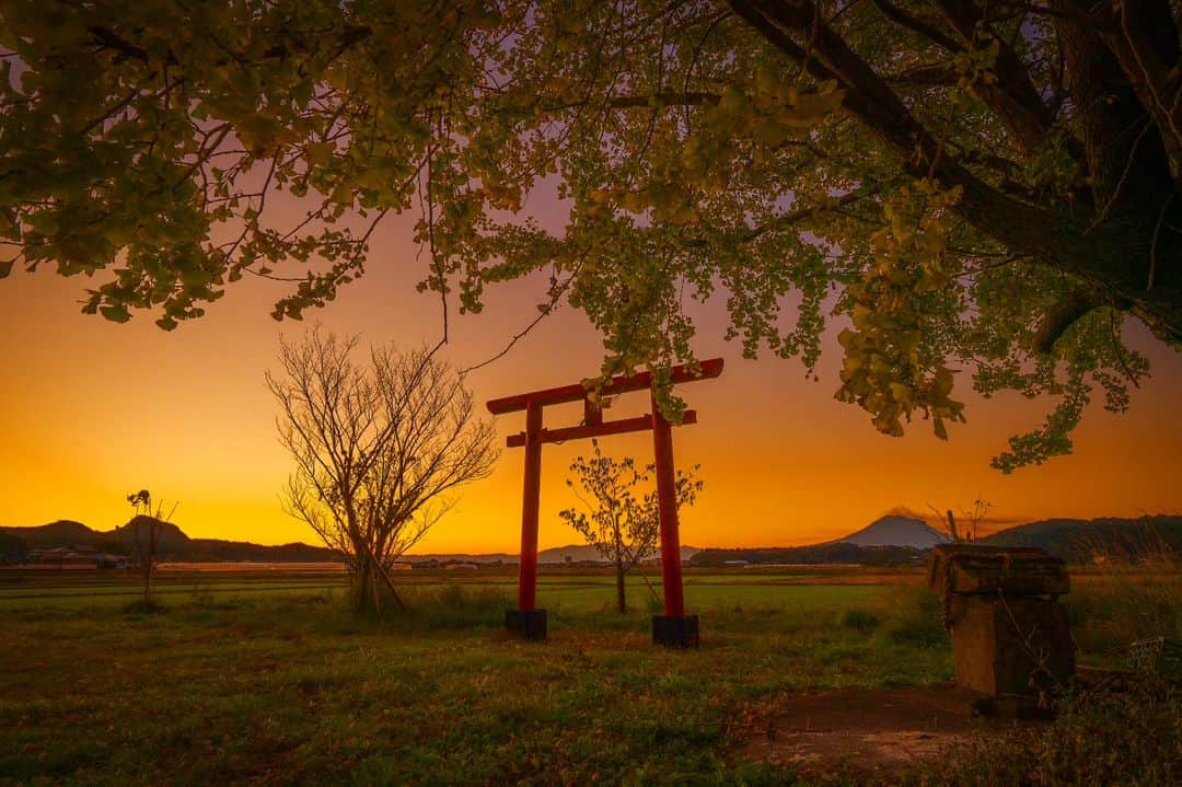 鹿児島よかもん再発見さんのインスタグラム写真 - (鹿児島よかもん再発見Instagram)「姶良市にて早朝参拝＼(^o^)  今年はイチョウの黄色と日中の青空とのコントラストが素晴らしい日が多い気がします。  ただ、この場所は早朝や夕暮れもかなり素敵な場所だったりしますね☺  あ、訪ねられる方は必ず神様へのお詣りをお願い致しますね。神社って神様が鎮座されている場所ですので、ご挨拶もなし！ってのはよろしく無いので(^_^;)  #鹿児島 #鹿児島観光 #姶良観光 #姶良市 #神社 #イチョウ #鹿児島の風景 #鹿児島の自然 #kagoshima #kagoshimaphoto #kagoshimaphotograph #kyushu」11月25日 21時15分 - kagoshimayokamon