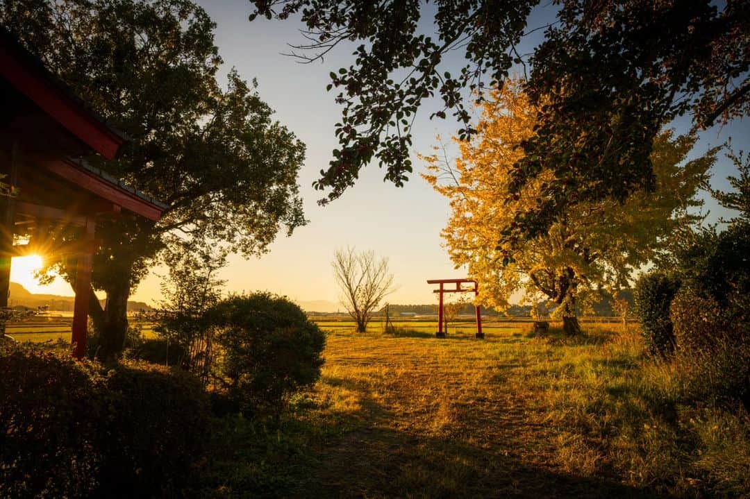 鹿児島よかもん再発見さんのインスタグラム写真 - (鹿児島よかもん再発見Instagram)「姶良市にて早朝参拝＼(^o^)  今年はイチョウの黄色と日中の青空とのコントラストが素晴らしい日が多い気がします。  ただ、この場所は早朝や夕暮れもかなり素敵な場所だったりしますね☺  あ、訪ねられる方は必ず神様へのお詣りをお願い致しますね。神社って神様が鎮座されている場所ですので、ご挨拶もなし！ってのはよろしく無いので(^_^;)  #鹿児島 #鹿児島観光 #姶良観光 #姶良市 #神社 #イチョウ #鹿児島の風景 #鹿児島の自然 #kagoshima #kagoshimaphoto #kagoshimaphotograph #kyushu」11月25日 21時15分 - kagoshimayokamon