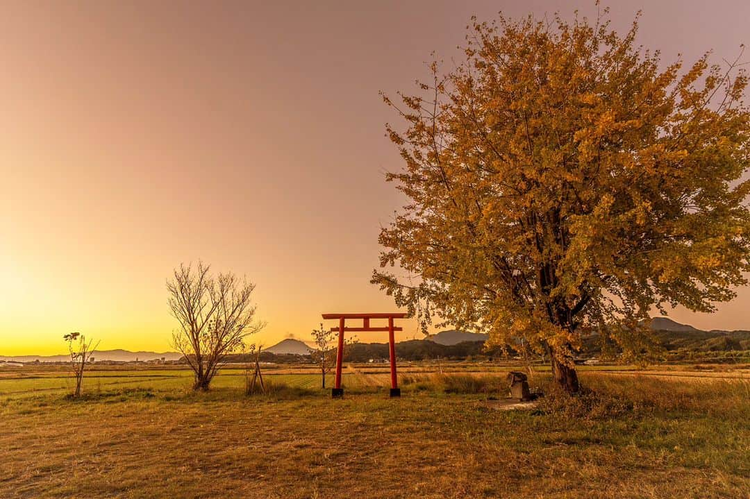 鹿児島よかもん再発見さんのインスタグラム写真 - (鹿児島よかもん再発見Instagram)「姶良市にて早朝参拝＼(^o^)  今年はイチョウの黄色と日中の青空とのコントラストが素晴らしい日が多い気がします。  ただ、この場所は早朝や夕暮れもかなり素敵な場所だったりしますね☺  あ、訪ねられる方は必ず神様へのお詣りをお願い致しますね。神社って神様が鎮座されている場所ですので、ご挨拶もなし！ってのはよろしく無いので(^_^;)  #鹿児島 #鹿児島観光 #姶良観光 #姶良市 #神社 #イチョウ #鹿児島の風景 #鹿児島の自然 #kagoshima #kagoshimaphoto #kagoshimaphotograph #kyushu」11月25日 21時15分 - kagoshimayokamon