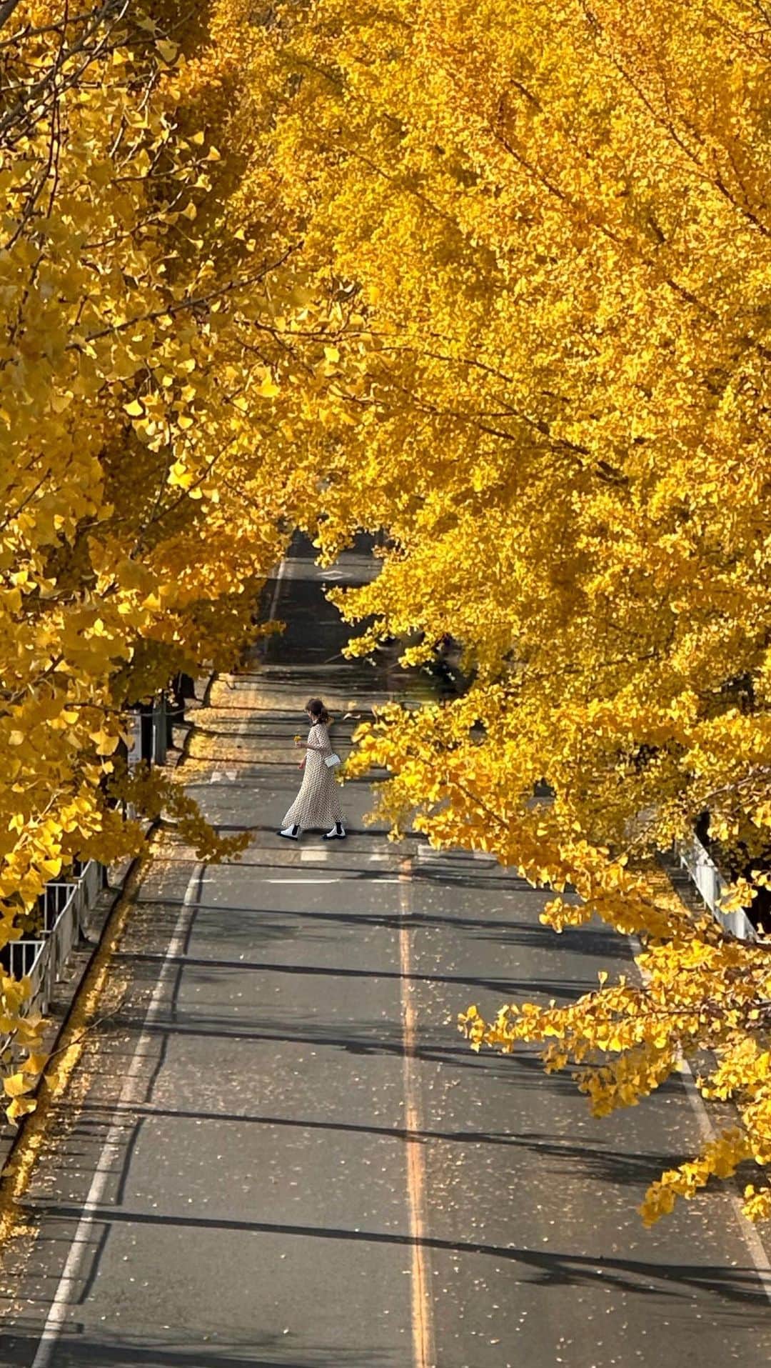 Yukicoのインスタグラム：「‥  @yukicolifecom 🍂  天理市の「市の木」であるイチョウ🍂  およそ700メートルの通りが黄金色に✨✨ 車でくぐり抜ける イチョウ並木のトンネルが最高でした😮‍💨🍂  撮影箇所についてはコメント欄に 残しておこうか悩んでおきます🤭  ⚠️靴底はフラットなデザインがおすすめです 銀杏事情によりケアが大変ですw💭 （靴裏洗いましたw）  @yukicolifecom  ——————————————————— 天理市イチョウ並木の紅葉 期間	:2023/10/21~11/30 時間	: 24時間  #yellowmood  #autmncolors  #奈良観光  #天理いちょう並木  #天理イチョウ並木  #銀杏並木  #絶景 #日本絶景」