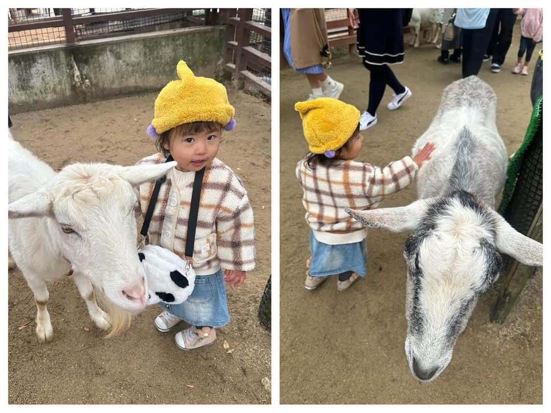 AYAさんのインスタグラム写真 - (AYAInstagram)「_ 詩珠と動物園🦒🐘🦓  京都の動物園はちょうど1年ぶりで めちゃくちゃ久しぶりやった〜🤍 入ってすぐ大好きな🦒に会えて大喜び！！  動物を見つけるたびに「〇〇いたよー！」って 言いながら嬉しそうやったり、 ちょっと険しい顔してたり（笑）  ゴリラ🦍はびびってたくせに うたちゃん怖くないで？ って顔引きつりながら言ってたけど 興味はあるからずっと見てた（笑）  触れ合いコーナーはさすがの詩珠 ヤギ使いなんかな？友だちなんかな？ っていう慣れ具合😂😂  触り方ちゃんと優しいしほんまに笑けるし 帰る時もばいばーいって言ってました😂  高校の後輩のめいちゃんファミリーが たまたまいてDMくれて、一緒に回れて 久しぶりやったし楽しかった🥹  ありがとうね🤍 またゆっくりね🤍  🚲で割とすぐ行けるし、暖かくなったら 年パス買おう〜  #詩珠diary   #京都市動物園#2歳女の子#動物大好きっ子#動物好き女子#京都おでかけスポット#子連れお出かけ#動物園デート#関西ママ#京都ママ#2歳#2歳児#女の子ママ」11月25日 21時30分 - a.y.hana_12o6