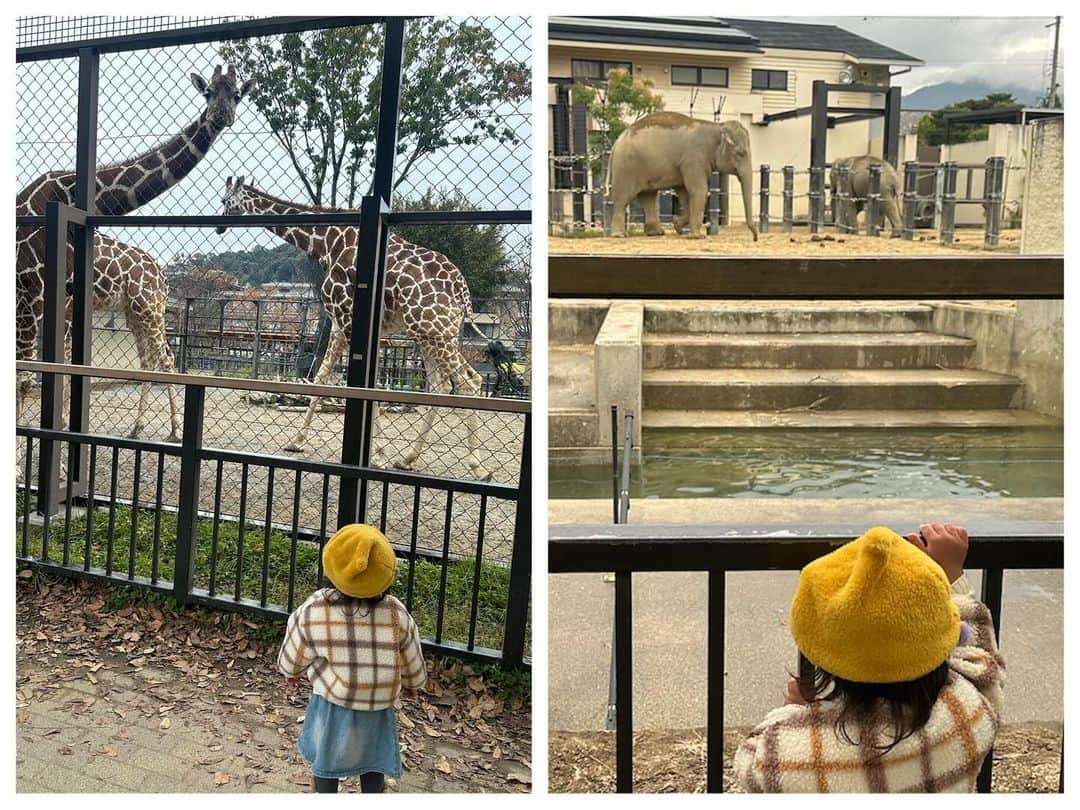 AYAさんのインスタグラム写真 - (AYAInstagram)「_ 詩珠と動物園🦒🐘🦓  京都の動物園はちょうど1年ぶりで めちゃくちゃ久しぶりやった〜🤍 入ってすぐ大好きな🦒に会えて大喜び！！  動物を見つけるたびに「〇〇いたよー！」って 言いながら嬉しそうやったり、 ちょっと険しい顔してたり（笑）  ゴリラ🦍はびびってたくせに うたちゃん怖くないで？ って顔引きつりながら言ってたけど 興味はあるからずっと見てた（笑）  触れ合いコーナーはさすがの詩珠 ヤギ使いなんかな？友だちなんかな？ っていう慣れ具合😂😂  触り方ちゃんと優しいしほんまに笑けるし 帰る時もばいばーいって言ってました😂  高校の後輩のめいちゃんファミリーが たまたまいてDMくれて、一緒に回れて 久しぶりやったし楽しかった🥹  ありがとうね🤍 またゆっくりね🤍  🚲で割とすぐ行けるし、暖かくなったら 年パス買おう〜  #詩珠diary   #京都市動物園#2歳女の子#動物大好きっ子#動物好き女子#京都おでかけスポット#子連れお出かけ#動物園デート#関西ママ#京都ママ#2歳#2歳児#女の子ママ」11月25日 21時30分 - a.y.hana_12o6