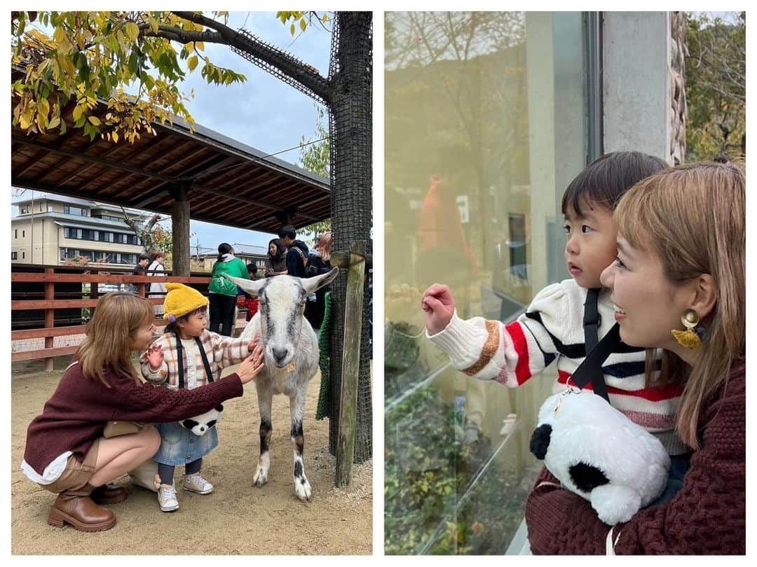 AYAさんのインスタグラム写真 - (AYAInstagram)「_ 詩珠と動物園🦒🐘🦓  京都の動物園はちょうど1年ぶりで めちゃくちゃ久しぶりやった〜🤍 入ってすぐ大好きな🦒に会えて大喜び！！  動物を見つけるたびに「〇〇いたよー！」って 言いながら嬉しそうやったり、 ちょっと険しい顔してたり（笑）  ゴリラ🦍はびびってたくせに うたちゃん怖くないで？ って顔引きつりながら言ってたけど 興味はあるからずっと見てた（笑）  触れ合いコーナーはさすがの詩珠 ヤギ使いなんかな？友だちなんかな？ っていう慣れ具合😂😂  触り方ちゃんと優しいしほんまに笑けるし 帰る時もばいばーいって言ってました😂  高校の後輩のめいちゃんファミリーが たまたまいてDMくれて、一緒に回れて 久しぶりやったし楽しかった🥹  ありがとうね🤍 またゆっくりね🤍  🚲で割とすぐ行けるし、暖かくなったら 年パス買おう〜  #詩珠diary   #京都市動物園#2歳女の子#動物大好きっ子#動物好き女子#京都おでかけスポット#子連れお出かけ#動物園デート#関西ママ#京都ママ#2歳#2歳児#女の子ママ」11月25日 21時30分 - a.y.hana_12o6