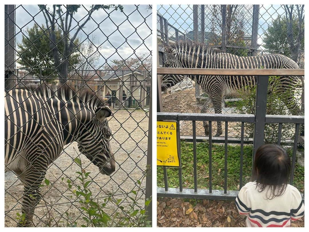 AYAさんのインスタグラム写真 - (AYAInstagram)「_ 詩珠と動物園🦒🐘🦓  京都の動物園はちょうど1年ぶりで めちゃくちゃ久しぶりやった〜🤍 入ってすぐ大好きな🦒に会えて大喜び！！  動物を見つけるたびに「〇〇いたよー！」って 言いながら嬉しそうやったり、 ちょっと険しい顔してたり（笑）  ゴリラ🦍はびびってたくせに うたちゃん怖くないで？ って顔引きつりながら言ってたけど 興味はあるからずっと見てた（笑）  触れ合いコーナーはさすがの詩珠 ヤギ使いなんかな？友だちなんかな？ っていう慣れ具合😂😂  触り方ちゃんと優しいしほんまに笑けるし 帰る時もばいばーいって言ってました😂  高校の後輩のめいちゃんファミリーが たまたまいてDMくれて、一緒に回れて 久しぶりやったし楽しかった🥹  ありがとうね🤍 またゆっくりね🤍  🚲で割とすぐ行けるし、暖かくなったら 年パス買おう〜  #詩珠diary   #京都市動物園#2歳女の子#動物大好きっ子#動物好き女子#京都おでかけスポット#子連れお出かけ#動物園デート#関西ママ#京都ママ#2歳#2歳児#女の子ママ」11月25日 21時30分 - a.y.hana_12o6