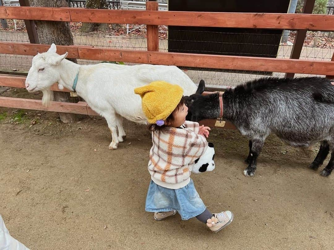 AYAのインスタグラム：「_ 詩珠と動物園🦒🐘🦓  京都の動物園はちょうど1年ぶりで めちゃくちゃ久しぶりやった〜🤍 入ってすぐ大好きな🦒に会えて大喜び！！  動物を見つけるたびに「〇〇いたよー！」って 言いながら嬉しそうやったり、 ちょっと険しい顔してたり（笑）  ゴリラ🦍はびびってたくせに うたちゃん怖くないで？ って顔引きつりながら言ってたけど 興味はあるからずっと見てた（笑）  触れ合いコーナーはさすがの詩珠 ヤギ使いなんかな？友だちなんかな？ っていう慣れ具合😂😂  触り方ちゃんと優しいしほんまに笑けるし 帰る時もばいばーいって言ってました😂  高校の後輩のめいちゃんファミリーが たまたまいてDMくれて、一緒に回れて 久しぶりやったし楽しかった🥹  ありがとうね🤍 またゆっくりね🤍  🚲で割とすぐ行けるし、暖かくなったら 年パス買おう〜  #詩珠diary   #京都市動物園#2歳女の子#動物大好きっ子#動物好き女子#京都おでかけスポット#子連れお出かけ#動物園デート#関西ママ#京都ママ#2歳#2歳児#女の子ママ」