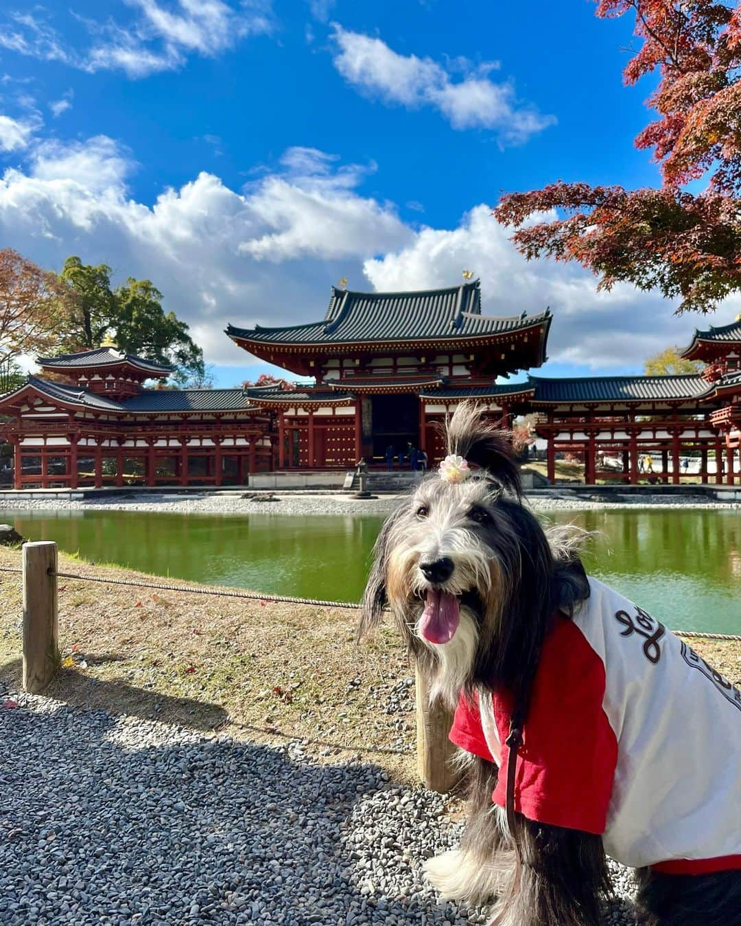 kei515yuのインスタグラム：「平等院に行ってきました。  #ビアデッドコリー #ビアディ #beardedcollie #akaribeardie #beardie #beardedcolliesofinstagram #puppydog #puppygram  #petscorner #insta_animaluy #dog_ofinstagram #insta_dogs #igdog #topdogphoto #repost_ezyjp #weeklyfluff #dog_features #excellent_dogs #pecoいぬ部 #飛鳥犬舎」