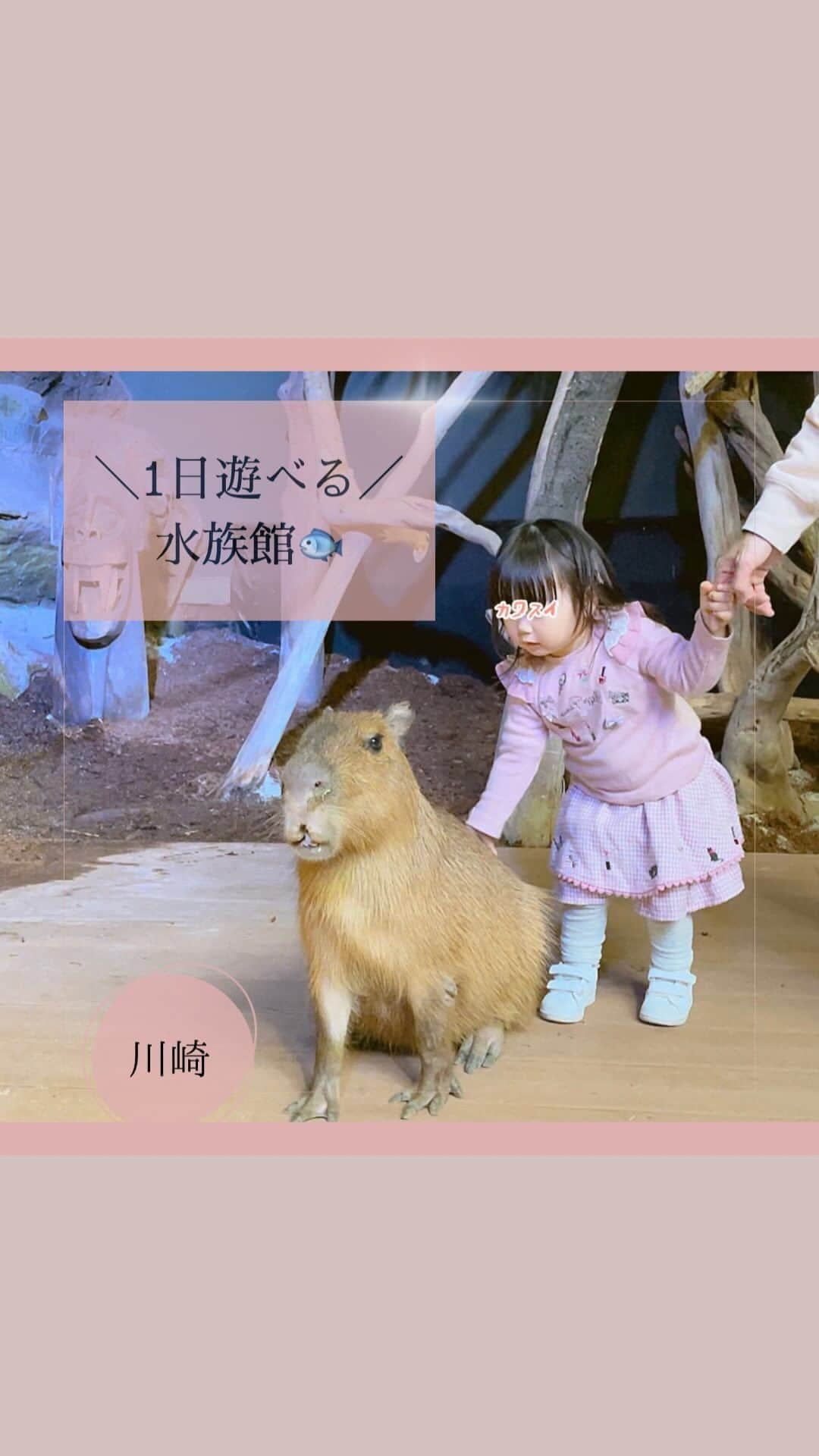 今吉めぐみのインスタグラム：「一日遊べる水族館🐟 【川崎】川崎水族館 ⁡ 結論から言うと ママに優しい水族館✨ でした🙌 ⁡ JR川崎駅からすぐ！ベビーカーでスムーズに行ける！←ココ大事 ⁡ 広々としてて必ずスロープあるしベビーカーでもスイスイ進めて楽しめる！ ⁡ 所々椅子が多く設置されていたり乳幼児と一緒でも安心！ ⁡ 踏み台が至る所に常設されていたり子供が喜ぶメニューがたくさん！ ⁡ 絵本あったり塗り絵できるキッズスペースもあり！子供も飽きずに楽しめる、癒しの空間！ ⁡ 小上がり個室のカフェもあり遊び疲れたら、ほっとひと休み☕️ ⁡ ⁡ ドクターフィッシュや 水槽に餌やり、カピバラに会えたり 体験できることも多いし 一日中遊べる水族館でした😊 ⁡ ⁡ ⁡ PR @kawasui_aqua #カワスイ #川崎水族館 #水族館 #子育てママ #ママに優しい水族館プロジェクト #駅チカ #カワスイ川崎水族館」