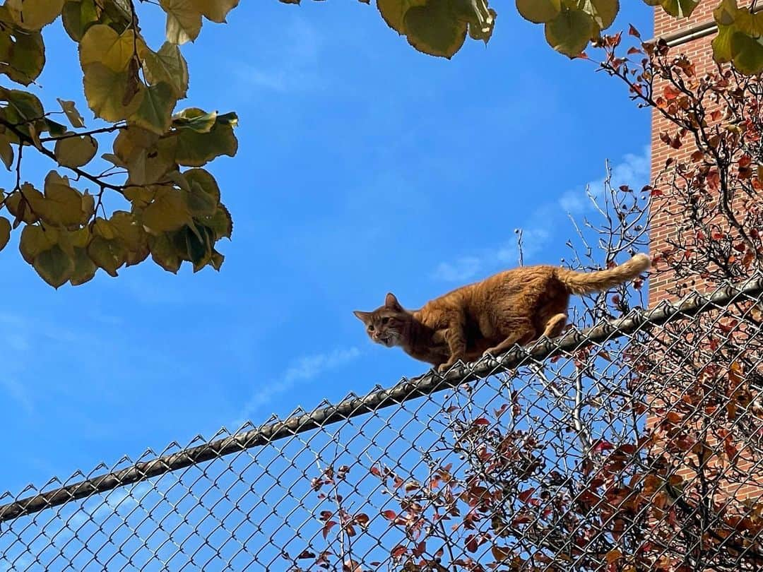 安藤ニコさんのインスタグラム写真 - (安藤ニコInstagram)「最近˚✧₊⁎ ᝰ.ᐟ p.s Silus was rescued safely ദ്ദി ˉ͈̀‿ˉ͈́ )」11月25日 21時36分 - nico.ando.official