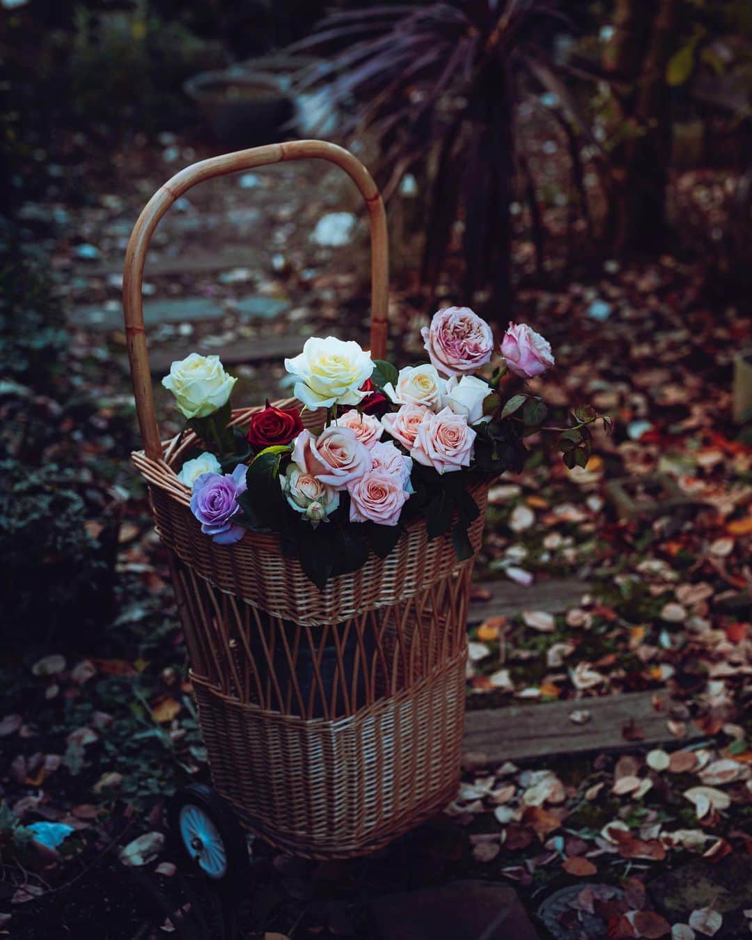 増田由希子のインスタグラム：「Autumn colors🍁🌹 #ourgarden #rose #roses  彩り豊かな秋のバラと 庭木のジューンベリーの紅葉🍂」