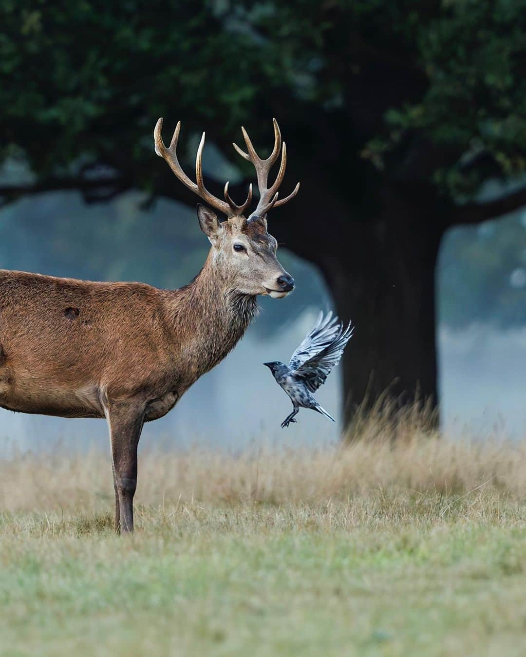 Canon UKさんのインスタグラム写真 - (Canon UKInstagram)「Excuse me Mr Stag... you seem to have an unexpected visitor sitting on your back 👀  📷 by @fbimages  #myphotography #photogear #canonshooter #mycamerabag #canongear #cameraaddict #dailygear #canonuk #mycanon #canon_photography #canoncamera #EOSR3」11月25日 21時54分 - canonuk