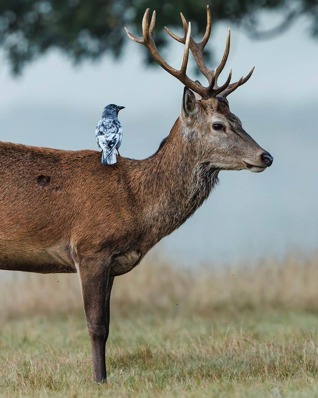 Canon UKのインスタグラム：「Excuse me Mr Stag... you seem to have an unexpected visitor sitting on your back 👀  📷 by @fbimages  #myphotography #photogear #canonshooter #mycamerabag #canongear #cameraaddict #dailygear #canonuk #mycanon #canon_photography #canoncamera #EOSR3」