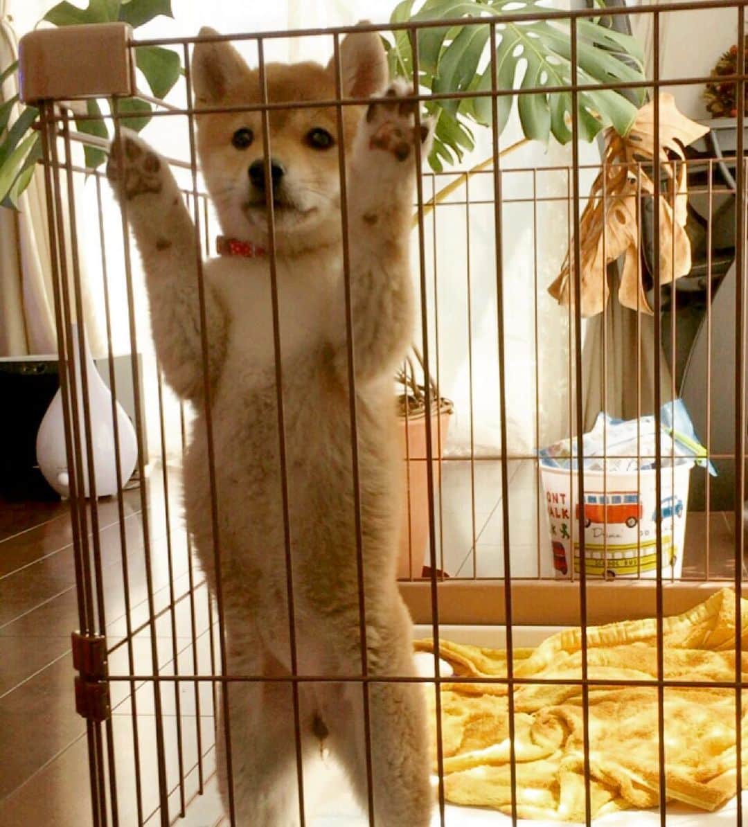 柴犬ハル&保護犬すずのインスタグラム：「🐕🐐 . ２匹の赤ちゃん時代を比較してみました📸 . #どちらもお腹ポンポコリンでした😂 #柵をつかんで立つのも同じでした #どちらも生後3ヶ月くらいです😉 #ハルの写真のiphoneの画質が悔しい📱 . #柴犬#柴#kagoshima#dog#puppy#shibainu#shibastagram#いぬバカ部#family#cat#鹿児島#赤柴#ねこ#猫#雑種#天文館#日本犬#保護犬を家族に#保護犬#元保護犬#姉妹#赤ちゃん」