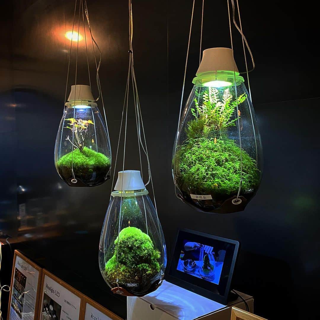 Mosslight-LEDのインスタグラム：「テラリウム企画展  期間 11.24 13時〜18時 11.25 10時〜17時 11.26 10時〜16時30分  会場　大阪市中央区博労町1-2-17ブリックシンソービル2階  4メーカーによるテラリウムプロダクトのイベント 通常は、作家さんの作品主体のイベントが多いのですが今回は日本初のプロダクトをメインとした見応えある作品とここだけしか買えないプロダクトやテラリウム用植物を即売。  ワークショップも同時開催 少人数開催 詳細はチラシをご覧ください！ お問い合わせ クロスワークス公式ラインまでご連絡ください。 メーカーとの距離感が近い展示会です！ 商品のことやテラリウム植物のことなどが聞けるものなってます！ 入場無料となってますのでぜひお越しください🙏  出展メーカー mosslight LED 金木犀 Aquru japorium  入場特典 no moss no nature no future ステッカープレゼント🎁」