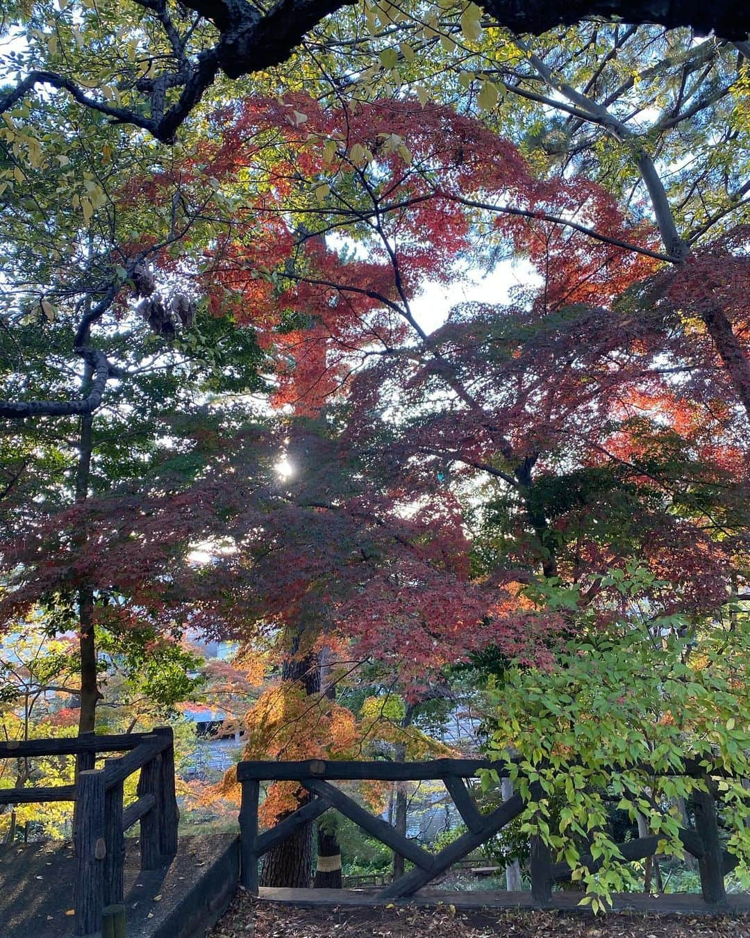 植村麻由さんのインスタグラム写真 - (植村麻由Instagram)「🍂🍂🍂」11月25日 22時11分 - oeufmayu