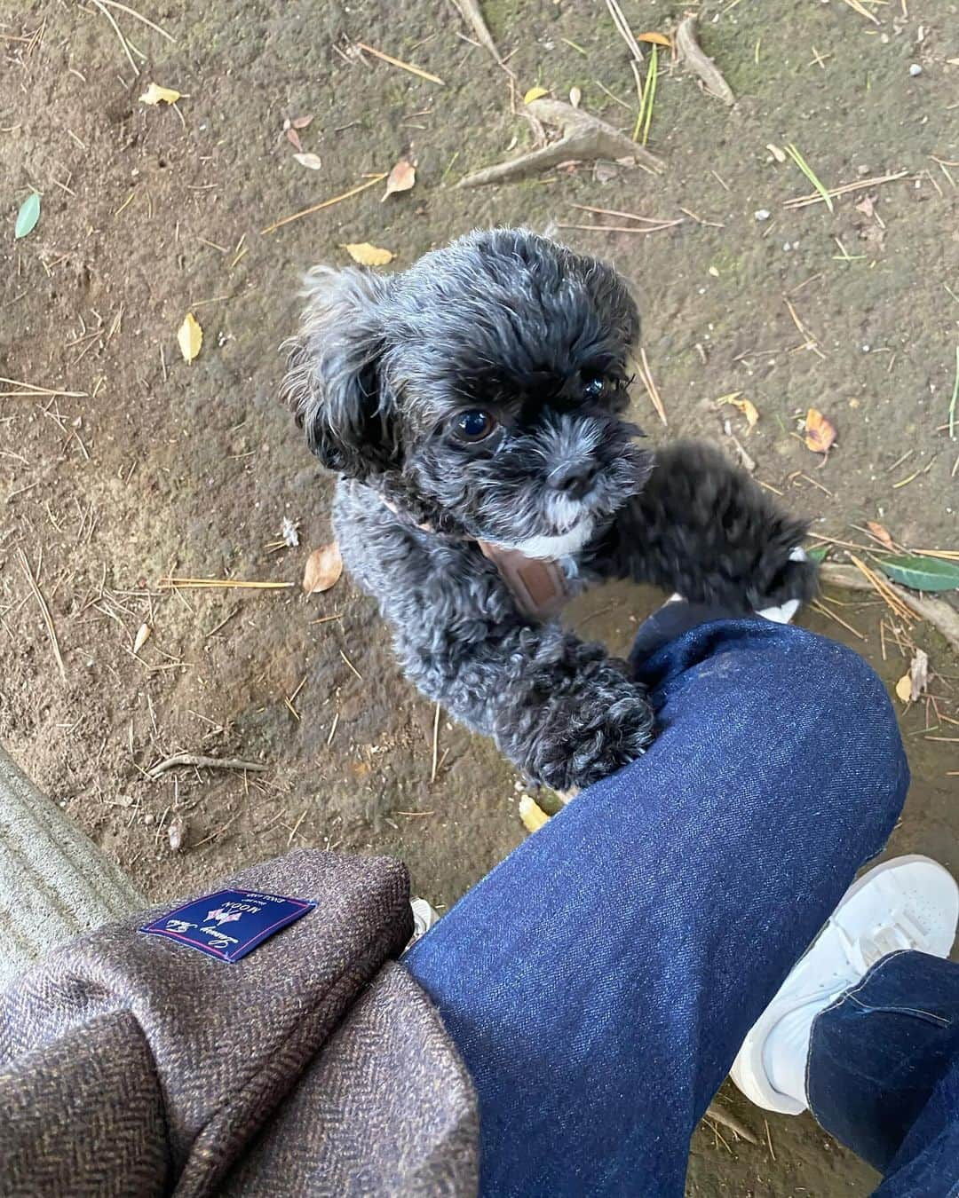 植村麻由さんのインスタグラム写真 - (植村麻由Instagram)「🍂🍂🍂」11月25日 22時11分 - oeufmayu