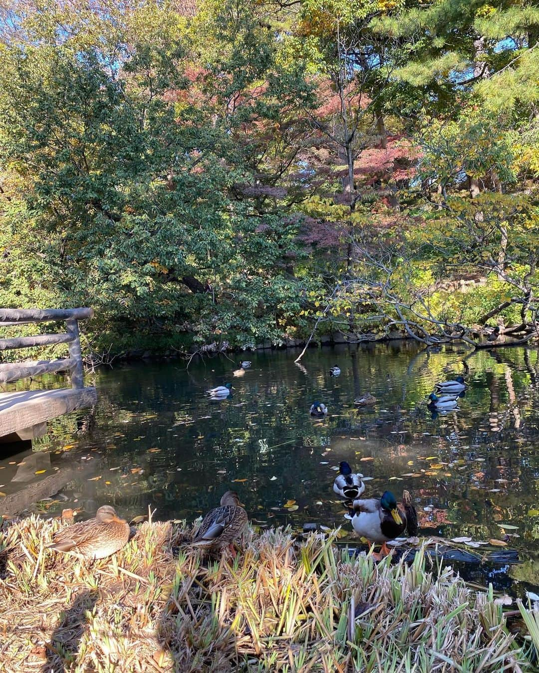 植村麻由さんのインスタグラム写真 - (植村麻由Instagram)「🍂🍂🍂」11月25日 22時11分 - oeufmayu