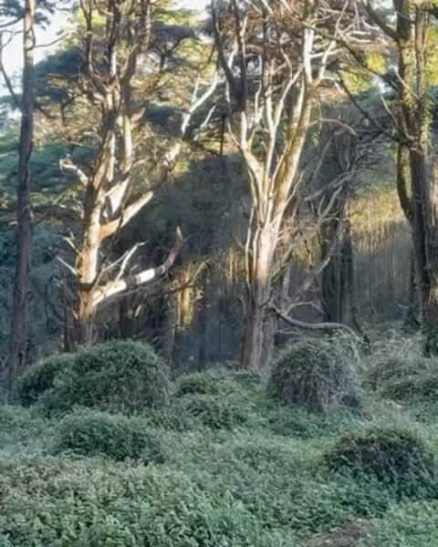 フェルナンダ・リマのインスタグラム：「A floresta e nós 🌳🌲🍃🍂❤️」