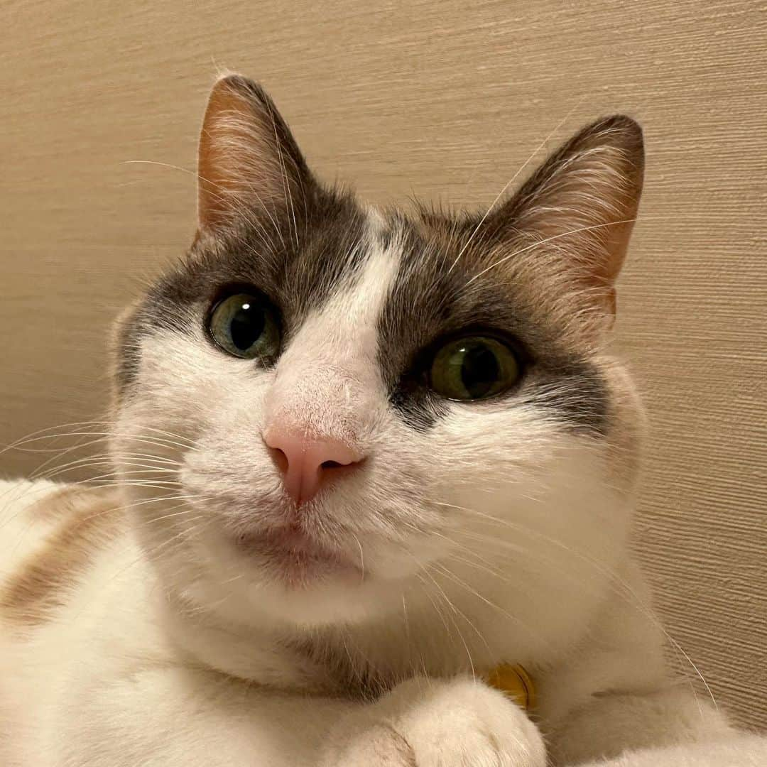 momo0224momomoさんのインスタグラム写真 - (momo0224momomoInstagram)「普通の猫なんでしょうが。たまらなく可愛いのです。  #ねこ#猫#かわいい#スコティッシュ#スコティッシュフォールド#ノルウェージャン#まん丸猫#ドラえもん#猫バカ#親バカ#多頭飼い#猫の平和を祈る#ペットバカ#ヌコ#Instagram猫#ねこ部#rakutenpet」11月25日 22時32分 - momo0224momomo