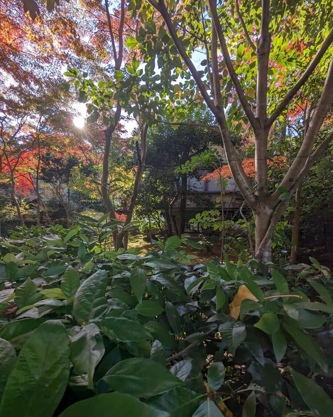 Hiromi Tomiiさんのインスタグラム写真 - (Hiromi TomiiInstagram)「#嵐山　 で、 #紅葉狩り #🍁 . . #yoga#筋トレ#ダイエット#ボディーメイク #筋トレ女子#ダイエット仲間募集　 #kyoto #京都　#kyotojapan」11月25日 22時52分 - hiromi.tomii