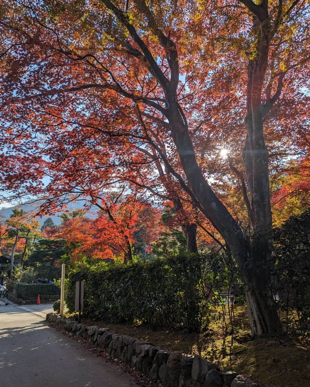 Hiromi Tomiiさんのインスタグラム写真 - (Hiromi TomiiInstagram)「#嵐山　 で、 #紅葉狩り #🍁 . . #yoga#筋トレ#ダイエット#ボディーメイク #筋トレ女子#ダイエット仲間募集　 #kyoto #京都　#kyotojapan」11月25日 22時52分 - hiromi.tomii