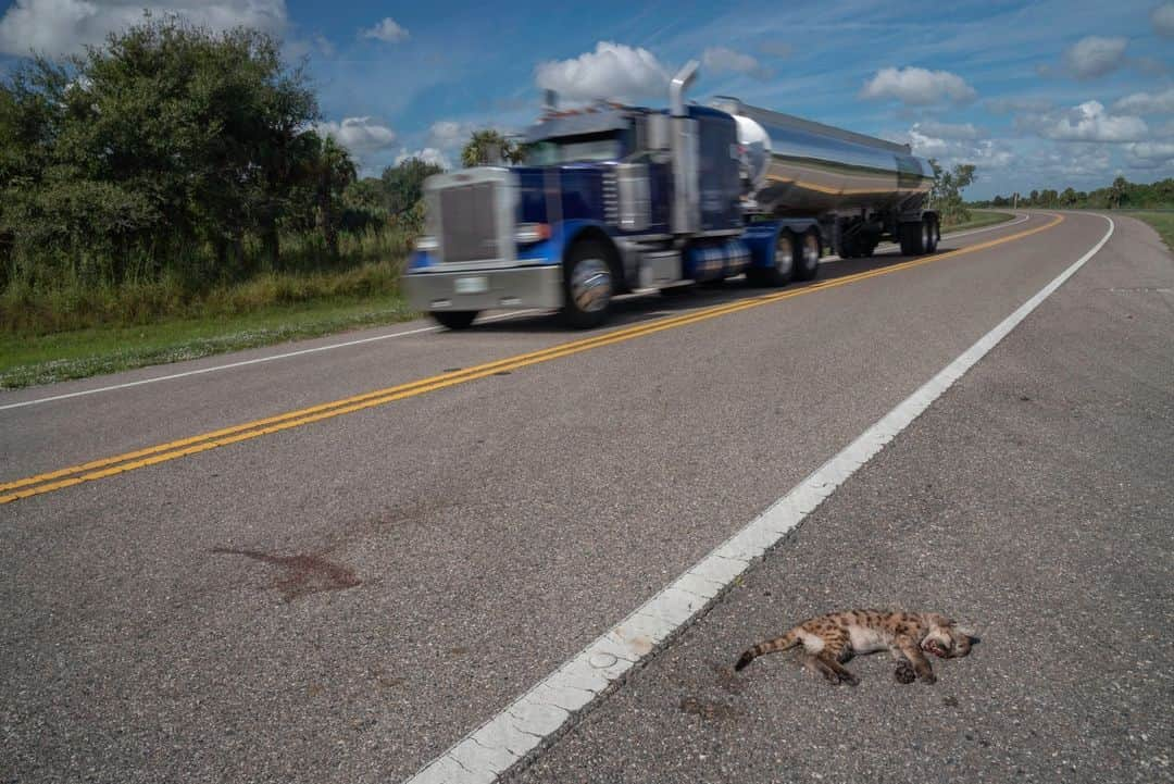 ナショナルジオグラフィックさんのインスタグラム写真 - (ナショナルジオグラフィックInstagram)「Photos by @carltonward | In a single week in November, four Florida panthers were killed by vehicles. One was a rare female in the northern Everglades. Florida panthers are the last remaining population of pumas surviving in the eastern United States. Fewer than 20 remained in 1973 when the panther became one of the first animals on the endangered species list. Today conservation efforts have helped numbers rebound to nearly 200. But recovery remains tenuous. The population is isolated to southern Florida and needs to triple to be genetically stable. Of the four or five female panthers documented in the northern Everglades since 2016, three have been dead on the road.   In these photos:  1. Florida panther kittens receive veterinary care at White Oak Conservation. They were rehabilitated and released after their mother was hit by a car.   2. Florida’s population is growing by more than a thousand people a day. New roads and expanding development are encroaching on remaining panther habitat.   3. Most panthers living in Florida zoos were rescued after their mothers were killed by cars.   4. When connected habitat is protected on both sides of a road, wildlife underpasses work well to safeguard wildlife and motorists.   5. A Florida panther kitten lies dead on the side of US 29 where the roadway cuts through the Florida Wildlife Corridor east of Naples. Most road kills occur in places where land protection and wildlife crossings are not complete.  6. This 2018 photo shows the first female panther documented in the northern Everglades since 1973. She is followed by two kittens. The only hope for continued panther recovery is for the breeding population to expand northward.  Learn more from the National Geographic magazine story at the link in bio, and from the new Nat Geo book and film about my work, "Path of the Panther." The @PathofthePanther project was supported by @insidenatgeo.」11月25日 23時00分 - natgeo