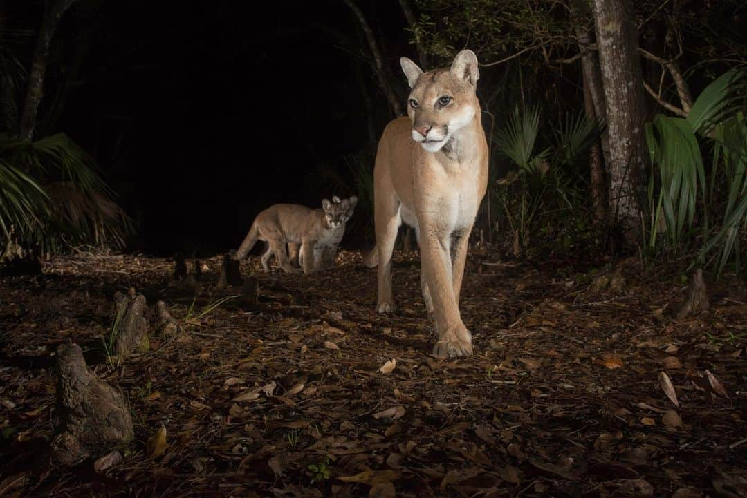 ナショナルジオグラフィックさんのインスタグラム写真 - (ナショナルジオグラフィックInstagram)「Photos by @carltonward | In a single week in November, four Florida panthers were killed by vehicles. One was a rare female in the northern Everglades. Florida panthers are the last remaining population of pumas surviving in the eastern United States. Fewer than 20 remained in 1973 when the panther became one of the first animals on the endangered species list. Today conservation efforts have helped numbers rebound to nearly 200. But recovery remains tenuous. The population is isolated to southern Florida and needs to triple to be genetically stable. Of the four or five female panthers documented in the northern Everglades since 2016, three have been dead on the road.   In these photos:  1. Florida panther kittens receive veterinary care at White Oak Conservation. They were rehabilitated and released after their mother was hit by a car.   2. Florida’s population is growing by more than a thousand people a day. New roads and expanding development are encroaching on remaining panther habitat.   3. Most panthers living in Florida zoos were rescued after their mothers were killed by cars.   4. When connected habitat is protected on both sides of a road, wildlife underpasses work well to safeguard wildlife and motorists.   5. A Florida panther kitten lies dead on the side of US 29 where the roadway cuts through the Florida Wildlife Corridor east of Naples. Most road kills occur in places where land protection and wildlife crossings are not complete.  6. This 2018 photo shows the first female panther documented in the northern Everglades since 1973. She is followed by two kittens. The only hope for continued panther recovery is for the breeding population to expand northward.  Learn more from the National Geographic magazine story at the link in bio, and from the new Nat Geo book and film about my work, "Path of the Panther." The @PathofthePanther project was supported by @insidenatgeo.」11月25日 23時00分 - natgeo