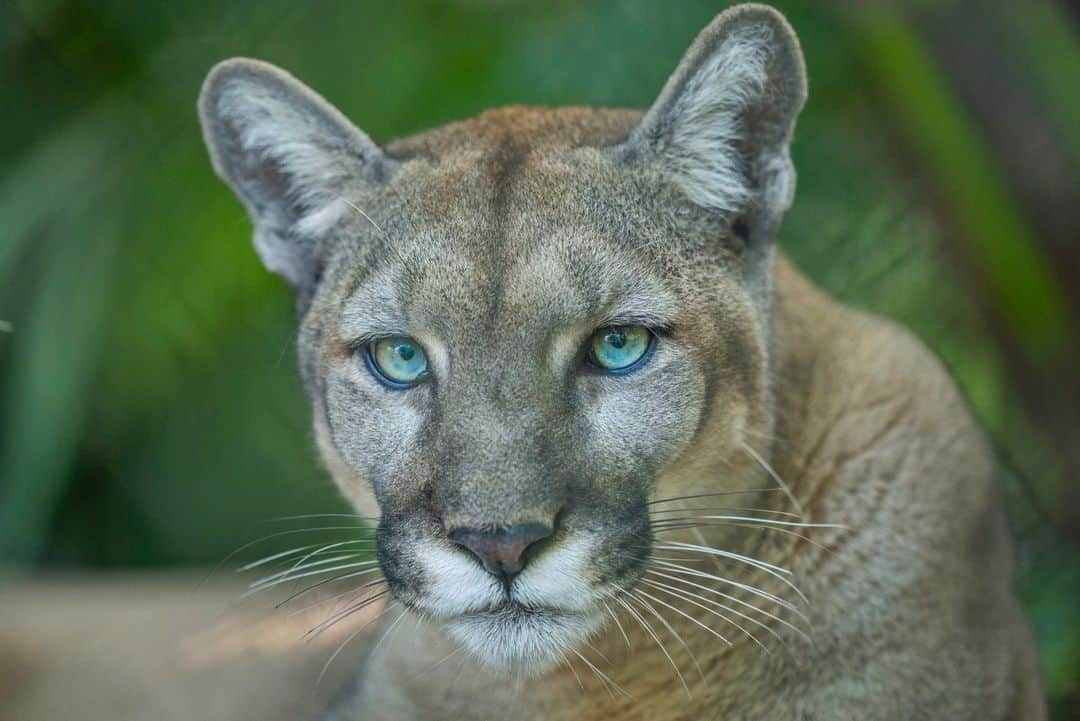 ナショナルジオグラフィックさんのインスタグラム写真 - (ナショナルジオグラフィックInstagram)「Photos by @carltonward | In a single week in November, four Florida panthers were killed by vehicles. One was a rare female in the northern Everglades. Florida panthers are the last remaining population of pumas surviving in the eastern United States. Fewer than 20 remained in 1973 when the panther became one of the first animals on the endangered species list. Today conservation efforts have helped numbers rebound to nearly 200. But recovery remains tenuous. The population is isolated to southern Florida and needs to triple to be genetically stable. Of the four or five female panthers documented in the northern Everglades since 2016, three have been dead on the road.   In these photos:  1. Florida panther kittens receive veterinary care at White Oak Conservation. They were rehabilitated and released after their mother was hit by a car.   2. Florida’s population is growing by more than a thousand people a day. New roads and expanding development are encroaching on remaining panther habitat.   3. Most panthers living in Florida zoos were rescued after their mothers were killed by cars.   4. When connected habitat is protected on both sides of a road, wildlife underpasses work well to safeguard wildlife and motorists.   5. A Florida panther kitten lies dead on the side of US 29 where the roadway cuts through the Florida Wildlife Corridor east of Naples. Most road kills occur in places where land protection and wildlife crossings are not complete.  6. This 2018 photo shows the first female panther documented in the northern Everglades since 1973. She is followed by two kittens. The only hope for continued panther recovery is for the breeding population to expand northward.  Learn more from the National Geographic magazine story at the link in bio, and from the new Nat Geo book and film about my work, "Path of the Panther." The @PathofthePanther project was supported by @insidenatgeo.」11月25日 23時00分 - natgeo