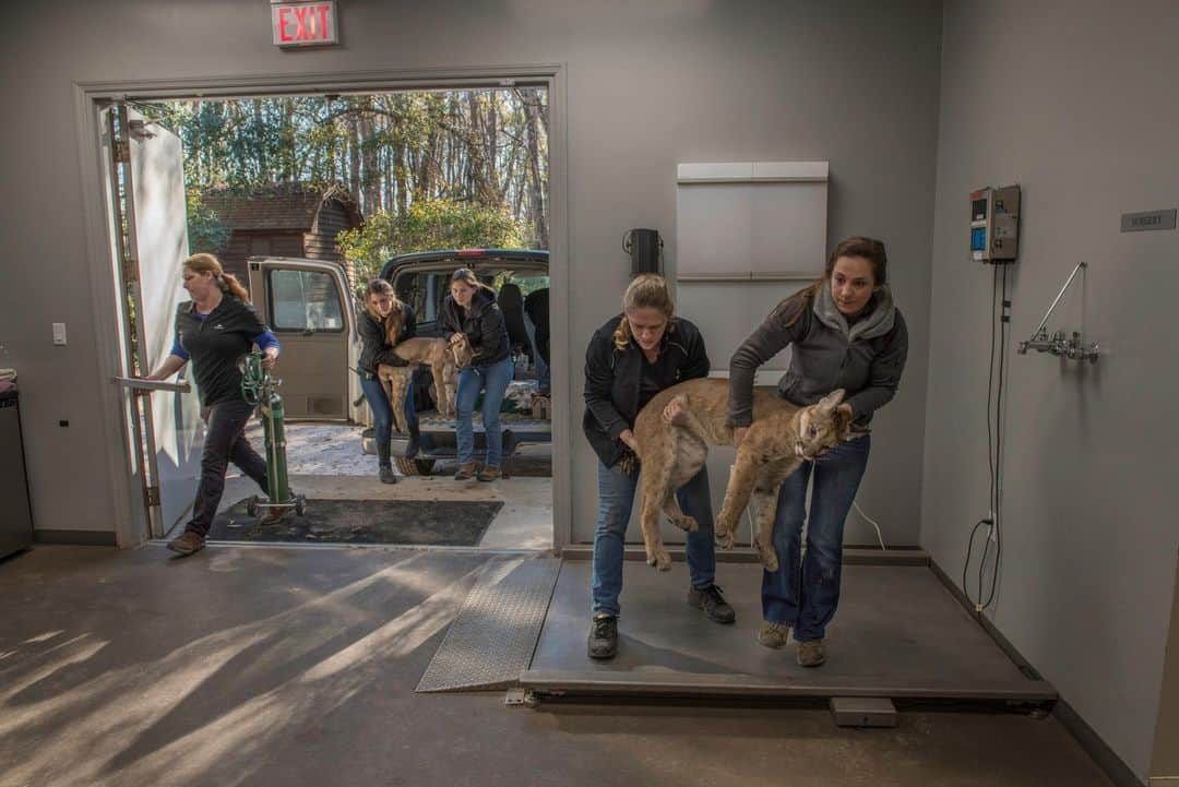 ナショナルジオグラフィックのインスタグラム：「Photos by @carltonward | In a single week in November, four Florida panthers were killed by vehicles. One was a rare female in the northern Everglades. Florida panthers are the last remaining population of pumas surviving in the eastern United States. Fewer than 20 remained in 1973 when the panther became one of the first animals on the endangered species list. Today conservation efforts have helped numbers rebound to nearly 200. But recovery remains tenuous. The population is isolated to southern Florida and needs to triple to be genetically stable. Of the four or five female panthers documented in the northern Everglades since 2016, three have been dead on the road.   In these photos:  1. Florida panther kittens receive veterinary care at White Oak Conservation. They were rehabilitated and released after their mother was hit by a car.   2. Florida’s population is growing by more than a thousand people a day. New roads and expanding development are encroaching on remaining panther habitat.   3. Most panthers living in Florida zoos were rescued after their mothers were killed by cars.   4. When connected habitat is protected on both sides of a road, wildlife underpasses work well to safeguard wildlife and motorists.   5. A Florida panther kitten lies dead on the side of US 29 where the roadway cuts through the Florida Wildlife Corridor east of Naples. Most road kills occur in places where land protection and wildlife crossings are not complete.  6. This 2018 photo shows the first female panther documented in the northern Everglades since 1973. She is followed by two kittens. The only hope for continued panther recovery is for the breeding population to expand northward.  Learn more from the National Geographic magazine story at the link in bio, and from the new Nat Geo book and film about my work, "Path of the Panther." The @PathofthePanther project was supported by @insidenatgeo.」