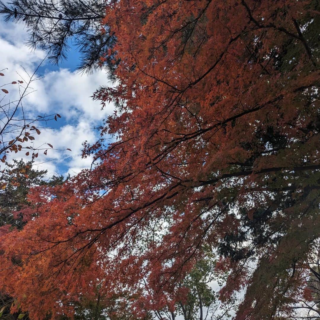 岡田屋鉄蔵さんのインスタグラム写真 - (岡田屋鉄蔵Instagram)「１１月２５日　愛猫ベロチカさんの５回忌。もう４年も経ってしまった。今年も穏やかで温かい一日でした。色づいた紅葉と銀杏の葉が青空に映える美しい日にあなたは逝った。忘れないよ。ずっと覚えているよ。大好きだよ。弟たちは元気だよ。」11月25日 23時08分 - nabhamab