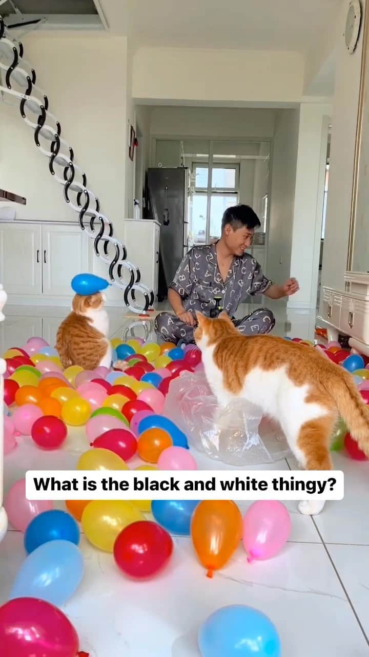 Cute Pets Dogs Catsのインスタグラム：「What is the black and white thingy?  Credit: adorable @演员呢？ | DY ** For all crediting issues and removals pls 𝐄𝐦𝐚𝐢𝐥 𝐮𝐬 ☺️  𝐍𝐨𝐭𝐞: we don’t own this video/pics, all rights go to their respective owners. If owner is not provided, tagged (meaning we couldn’t find who is the owner), 𝐩𝐥𝐬 𝐄𝐦𝐚𝐢𝐥 𝐮𝐬 with 𝐬𝐮𝐛𝐣𝐞𝐜𝐭 “𝐂𝐫𝐞𝐝𝐢𝐭 𝐈𝐬𝐬𝐮𝐞𝐬” and 𝐨𝐰𝐧𝐞𝐫 𝐰𝐢𝐥𝐥 𝐛𝐞 𝐭𝐚𝐠𝐠𝐞𝐝 𝐬𝐡𝐨𝐫𝐭𝐥𝐲 𝐚𝐟𝐭𝐞𝐫.  We have been building this community for over 6 years, but 𝐞𝐯𝐞𝐫𝐲 𝐫𝐞𝐩𝐨𝐫𝐭 𝐜𝐨𝐮𝐥𝐝 𝐠𝐞𝐭 𝐨𝐮𝐫 𝐩𝐚𝐠𝐞 𝐝𝐞𝐥𝐞𝐭𝐞𝐝, pls email us first. **」