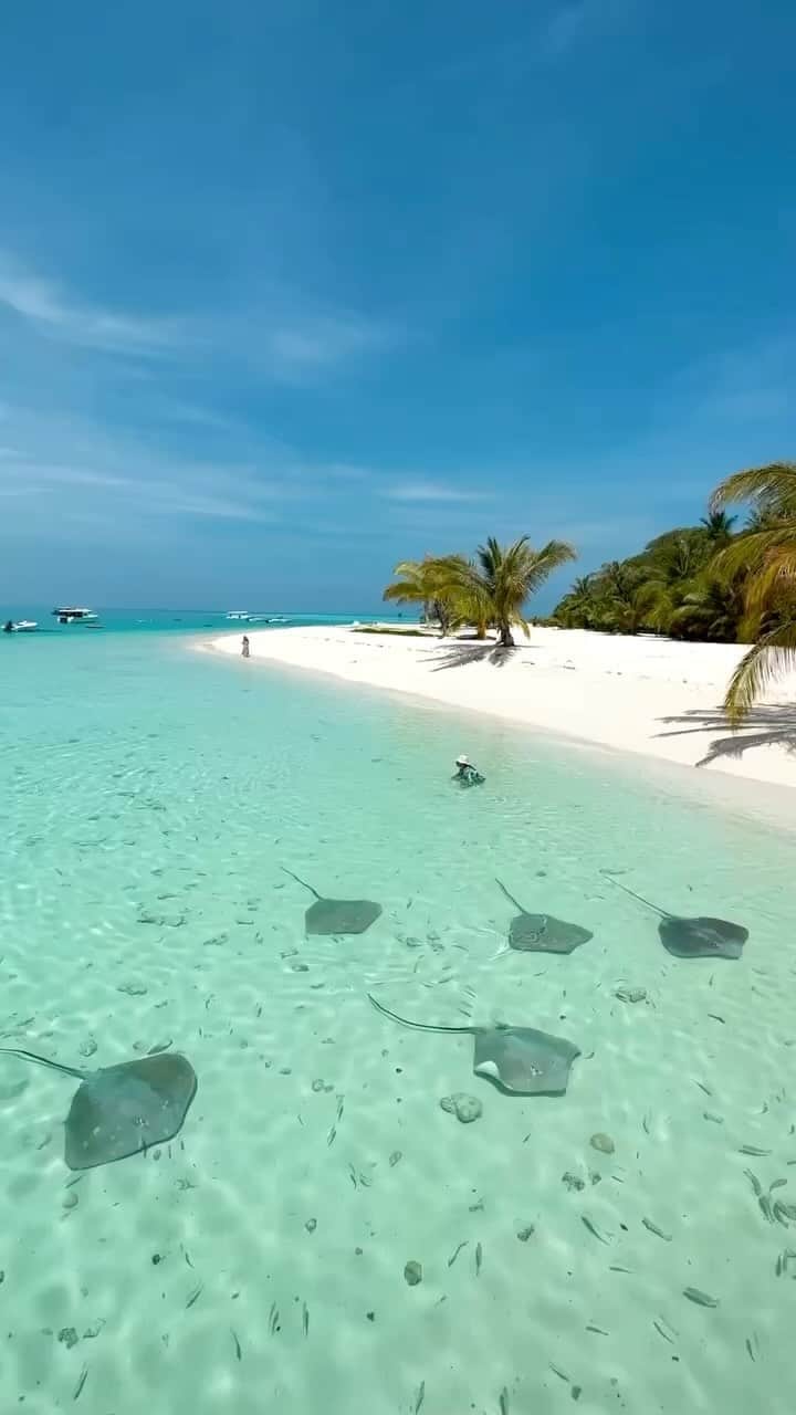 Maldivesのインスタグラム：「Maldives Islands   Connect with us @nichegetaways for holiday bookings and inquiries.   Video @raffrafey   #beach #beachescape #islandvibes #beachlife #wanderlust #travelinspiration #oceanviews #paradisefound #travelgoals #omaldives #nichegetaways #vacationmode #beachbliss #exploretheworld #bucketlistdestination #palmtrees #stingray #beachvacation #visitmaldives #holidayisland #tropicalvacation」