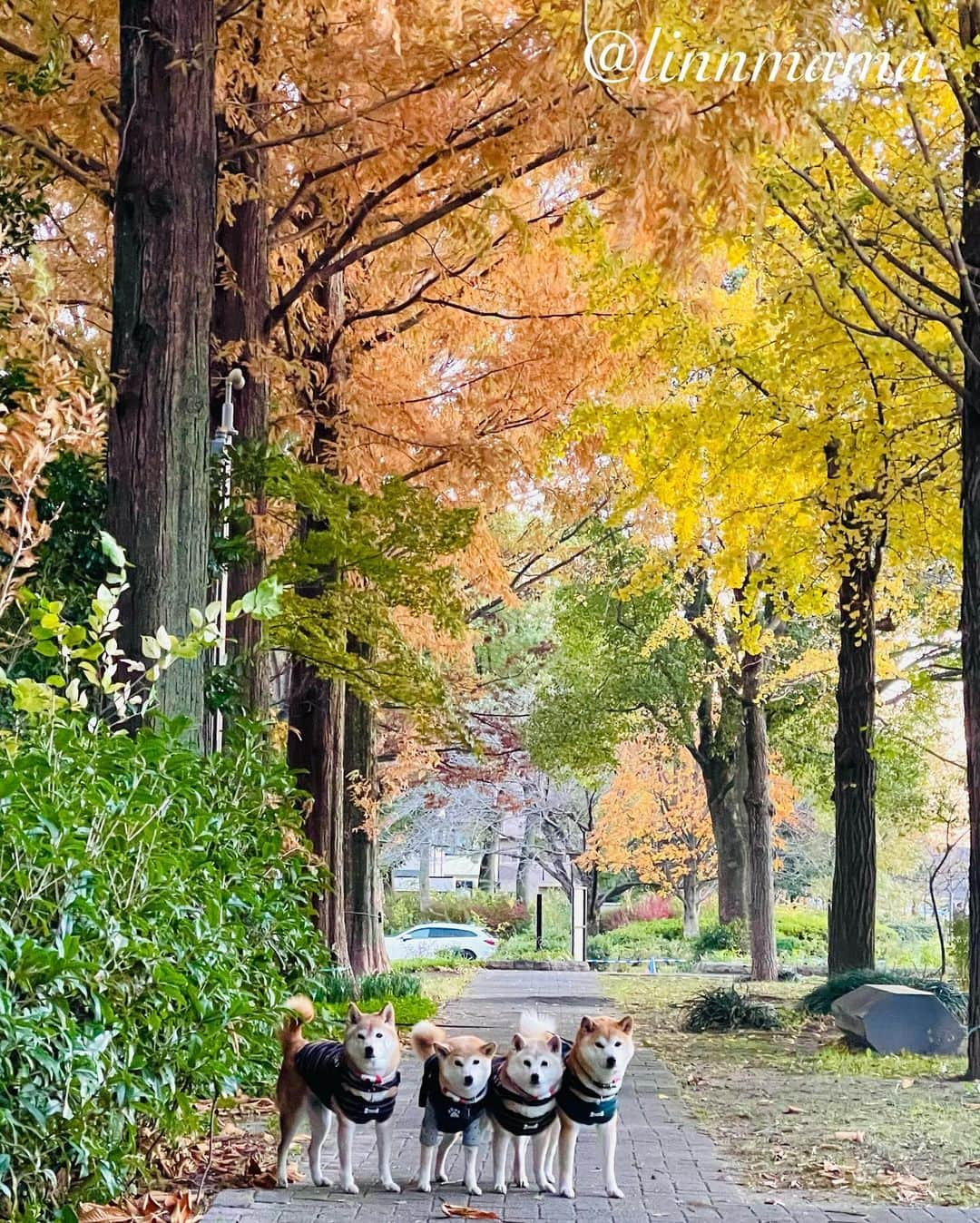 linnmamaのインスタグラム：「紅葉🍁スポットに行かなくても〜①②夕方散歩の公園でメタセコイヤの紅葉🍁〜あんまり遠くに出かけられないけど、紅葉🍁を楽しめました😊〜③去年の曽木公園の紅葉🍁〜やっぱりすごいけど、今年はいつもの公園で満足〜今できることを精一杯、今日も元気でありがとう❣️ ＊ ＊ ＊ #柴犬#dog #柴犬凜の勇気凜々every day #shibastagram #my_eos_photo #eosr6 #eosr10  #ドッグフォトグラファーズ #iphone12 #iphone12promax  #2024凜ファミリーカレンダー発売中 #プロフィール欄からどうぞ #Amazon、楽天でも販売中 #夕方散歩  #写活#紅葉 #メタセコイヤ #戸田川緑地」