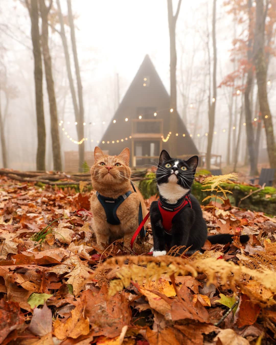 CANON USAのインスタグラム：「Photo by @notlukegover: "Becoming a cat dad has been one of the best things to happen to me. Apparently, it takes quite a while for new cats to get acclimated to each other, but it took these two a few hours to become best friends. Adventure and cuddle buddies till the end of time!" #ShotOnCanon  📸 #Canon EOS R Lens: RF15-35mm F2.8 L IS USM」