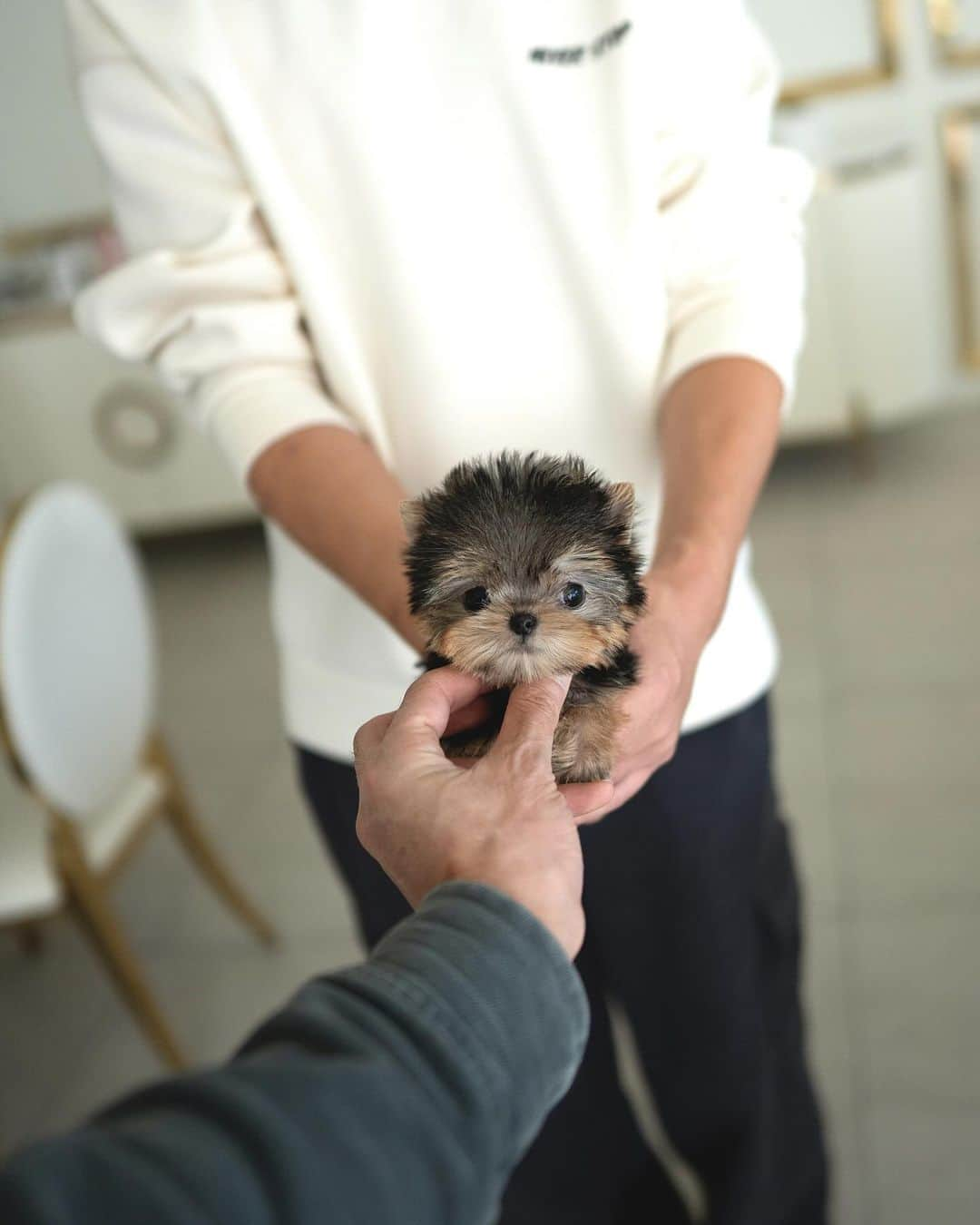 Rolly Pups INCさんのインスタグラム写真 - (Rolly Pups INCInstagram)「This tiny Yorkie boy Finn, will follow you around no matter where you go!😆 Sweet boy with lovable little face is waiting to take away your hearts❤️」11月26日 11時56分 - kpups.official