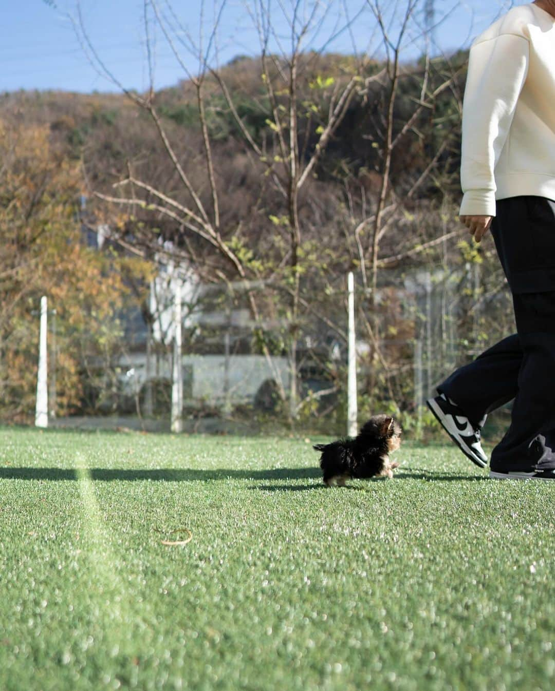 Rolly Pups INCさんのインスタグラム写真 - (Rolly Pups INCInstagram)「This tiny Yorkie boy Finn, will follow you around no matter where you go!😆 Sweet boy with lovable little face is waiting to take away your hearts❤️」11月26日 11時56分 - kpups.official