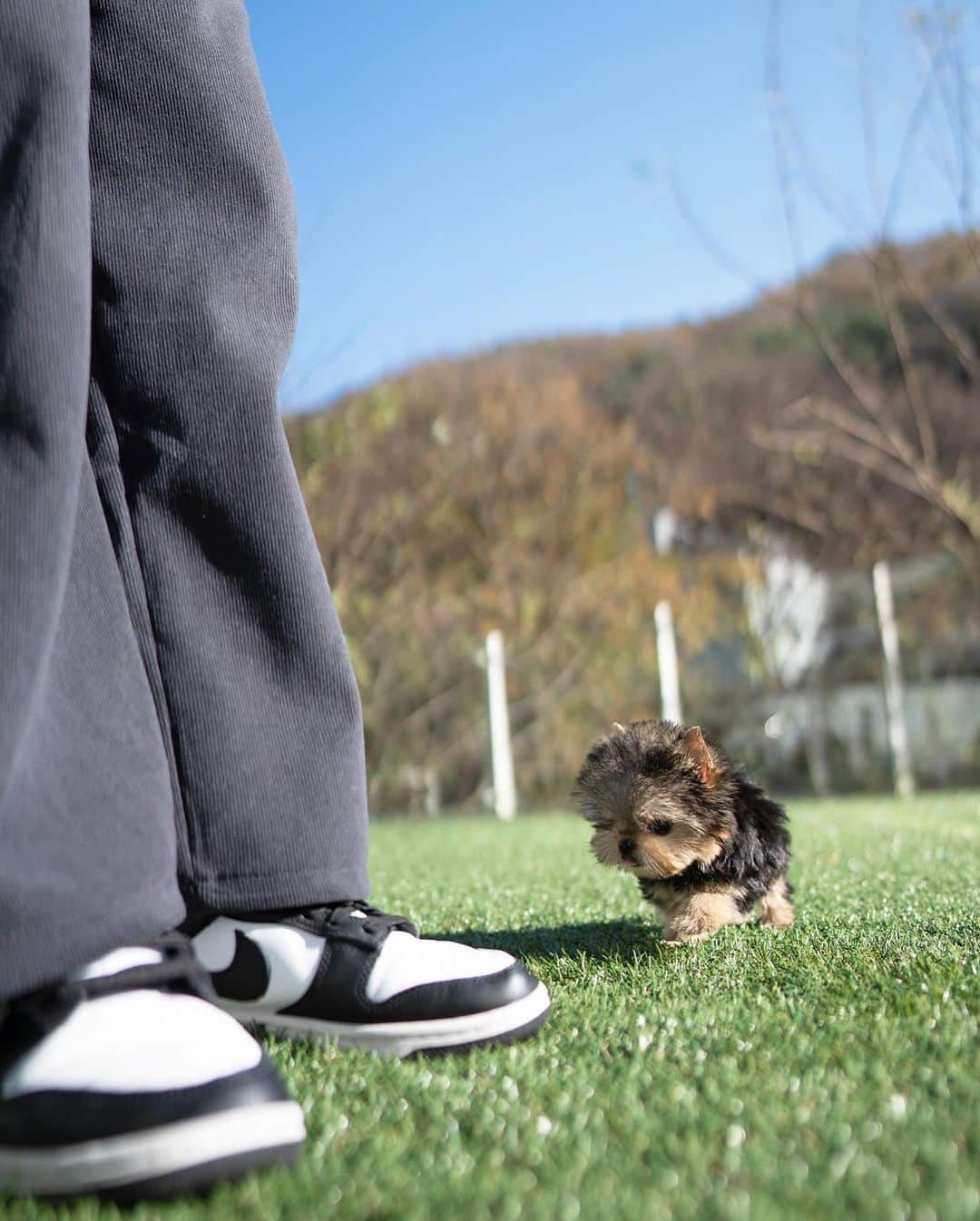 Rolly Pups INCのインスタグラム：「This tiny Yorkie boy Finn, will follow you around no matter where you go!😆 Sweet boy with lovable little face is waiting to take away your hearts❤️」