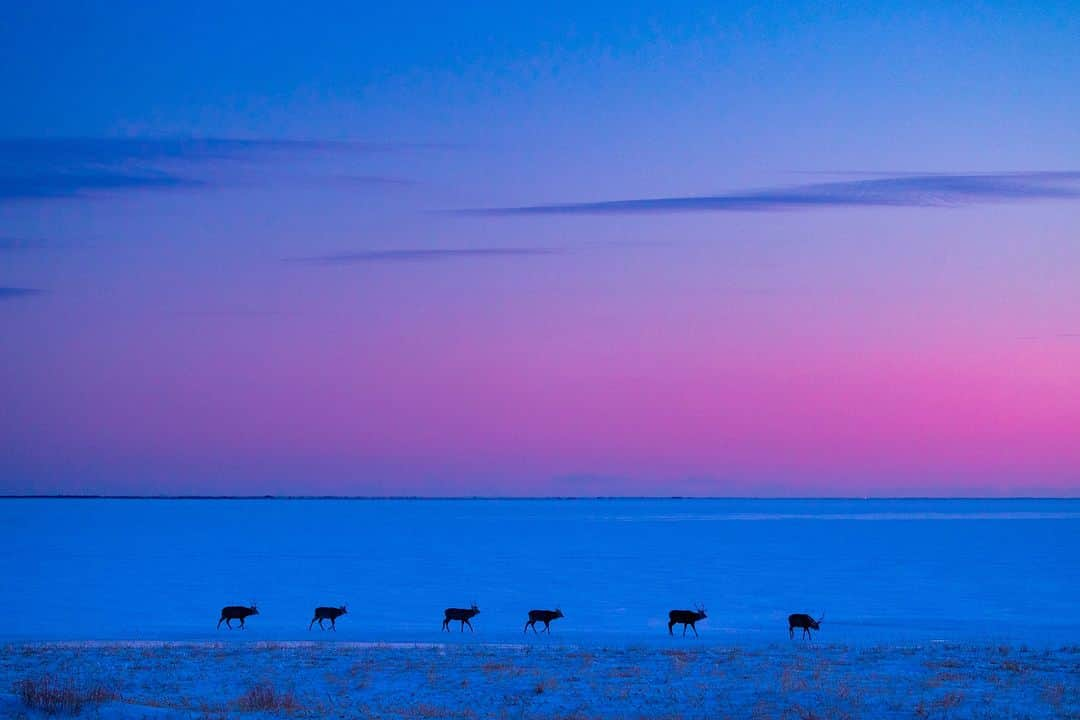 北海道じゃらん【公式】さんのインスタグラム写真 - (北海道じゃらん【公式】Instagram)「＼今年の冬、別海町で氷平線（ひょうへいせん）の夕暮れバージョンが始まります！／ 本日ご紹介するのは別海町で開催される「氷平線夕暮れフォトツアー」です！  根室中標津空港から車で50分、別海町の冬には一風変わった景色が広がります。 それは氷平線！これは厳冬期に完全結氷した野付湾（のつけわん）が造り出す景観のこと。 日本全国で海が凍るのは野付湾だけ。 広い海が凍ることにより、あたり一面真っ白な平原が現れます。 遮るものがない幻想的な景色は、まさに一見の価値あり。  この氷平線を会場として、今年はモニターツアーを実施予定！ 2024年2月上旬～3月上旬の土日祝日に「氷平線夕暮れフォトツアー」が行われます。 カメラマン兼ガイドと一緒に氷平線の上を歩き、夕陽をバックに写真を撮影。 スマホでの撮影もご自由に楽しめます。  写真のような絶景や、野生動物に出会えるかも。 詳しくは北海道じゃらん12月号P192をチェック！  #北海道じゃらん #北海道じゃらん12月号 #別海　#別海町　#別海観光　#北海道観光　#野付半島　#北海道旅行　#道東　#道東旅行　#絶景　#絶景スポット　#ここまで来るとべつせかい　#北海道の景色　#北海道　#野付湾　#氷平線　#知床　#知床観光　#フォトツアー #PR」11月26日 12時00分 - hokkaido_jalan