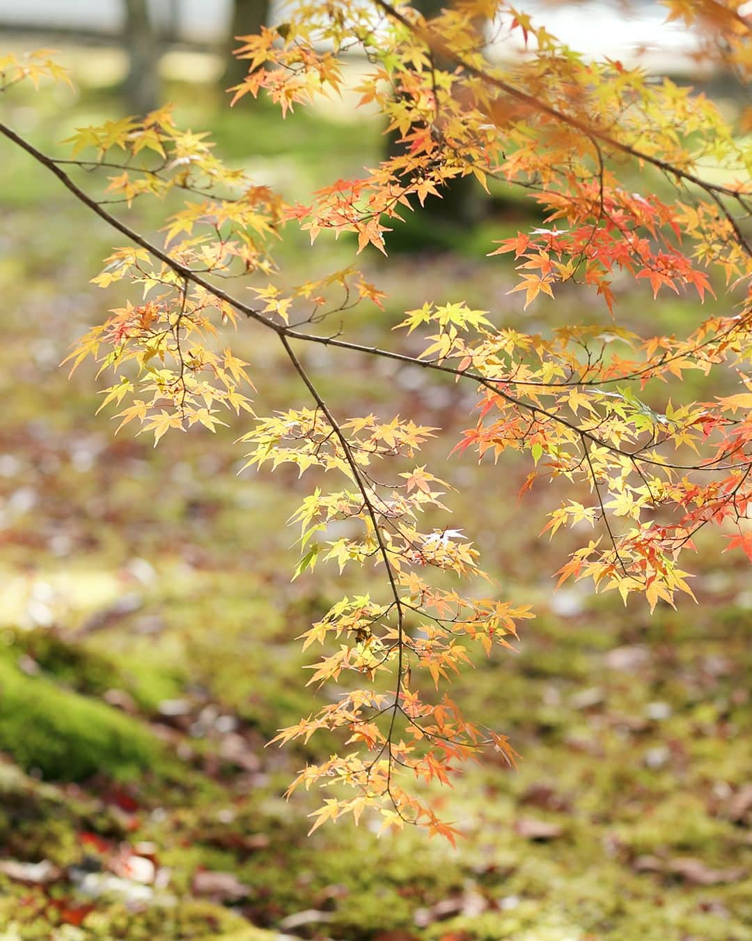 SOU・SOUさんのインスタグラム写真 - (SOU・SOUInstagram)「色鮮やかなカエデやモミジ、まさに「別格」の紅葉。京都東山の紅葉散歩♪ - - - - - - - - - - - - 秋も深まり、SOU・SOUのある京都も紅葉が各所で見頃を迎えています。 - そんな紅葉の名所がたくさんある京都から、東山エリアの南禅寺と永観堂を散歩してきました。この日も朝から向かったにもかかわらずたくさんの方が思い思いに紅葉を楽しんでいらっしゃいました。 - 南禅寺は京都市左京区にある禅寺です。京都五山(天竜寺・相国寺・建仁寺・東福寺・万寿寺)のさらに上に置かれる”別格扱い”の寺院。日本の全ての禅寺の中で最も高い格式を持つお寺です。 - 参道を歩き、南禅寺に足を踏み入れると、高さ22mを誇る大きな三門がまずはじめに目に飛び込んできます。こちらの三門は、重要文化財にも認定されています。 - お次の永観堂は浄土宗西山禅林寺派の総本山。本堂の阿弥陀如来像は、顔をななめ後ろに向けており「みかえり阿弥陀」と呼ばれています。東山の山肌に多宝塔があり、境内には放生（ほうじょう）池もあり、見事な借景を楽しめます。 - 楓におおわれた釈迦堂や開山堂などの諸堂は回廊で結ばれ、紅葉も至るところで見ることができます。真っ赤に色づいた場所や、まだ緑が初々しいところも、さまざまな自然の彩りを楽しむことができました。 - - - #sousou #sousoukyoto #shrine #kyoto #京都 #そうだ京都行こう #神社仏閣 #期間限定 #秋 #風物詩 #秋の風景 #京都旅 #京都のくらし #日々の暮らし #紅葉 #紅葉 #観光 #京都散歩 #京都観光 #南禅寺 #南禅寺 #紅葉狩り #南禅寺三門 #紅葉 #autumn #秋の京都 #京都散策 #京都紅葉 #京都観光 #秋を楽しもう」11月26日 12時00分 - sousoukyoto