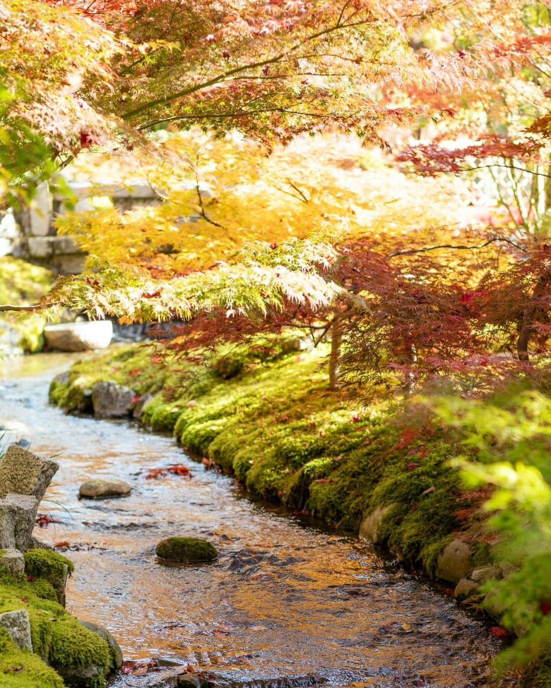 SOU・SOUさんのインスタグラム写真 - (SOU・SOUInstagram)「色鮮やかなカエデやモミジ、まさに「別格」の紅葉。京都東山の紅葉散歩♪ - - - - - - - - - - - - 秋も深まり、SOU・SOUのある京都も紅葉が各所で見頃を迎えています。 - そんな紅葉の名所がたくさんある京都から、東山エリアの南禅寺と永観堂を散歩してきました。この日も朝から向かったにもかかわらずたくさんの方が思い思いに紅葉を楽しんでいらっしゃいました。 - 南禅寺は京都市左京区にある禅寺です。京都五山(天竜寺・相国寺・建仁寺・東福寺・万寿寺)のさらに上に置かれる”別格扱い”の寺院。日本の全ての禅寺の中で最も高い格式を持つお寺です。 - 参道を歩き、南禅寺に足を踏み入れると、高さ22mを誇る大きな三門がまずはじめに目に飛び込んできます。こちらの三門は、重要文化財にも認定されています。 - お次の永観堂は浄土宗西山禅林寺派の総本山。本堂の阿弥陀如来像は、顔をななめ後ろに向けており「みかえり阿弥陀」と呼ばれています。東山の山肌に多宝塔があり、境内には放生（ほうじょう）池もあり、見事な借景を楽しめます。 - 楓におおわれた釈迦堂や開山堂などの諸堂は回廊で結ばれ、紅葉も至るところで見ることができます。真っ赤に色づいた場所や、まだ緑が初々しいところも、さまざまな自然の彩りを楽しむことができました。 - - - #sousou #sousoukyoto #shrine #kyoto #京都 #そうだ京都行こう #神社仏閣 #期間限定 #秋 #風物詩 #秋の風景 #京都旅 #京都のくらし #日々の暮らし #紅葉 #紅葉 #観光 #京都散歩 #京都観光 #南禅寺 #南禅寺 #紅葉狩り #南禅寺三門 #紅葉 #autumn #秋の京都 #京都散策 #京都紅葉 #京都観光 #秋を楽しもう」11月26日 12時00分 - sousoukyoto