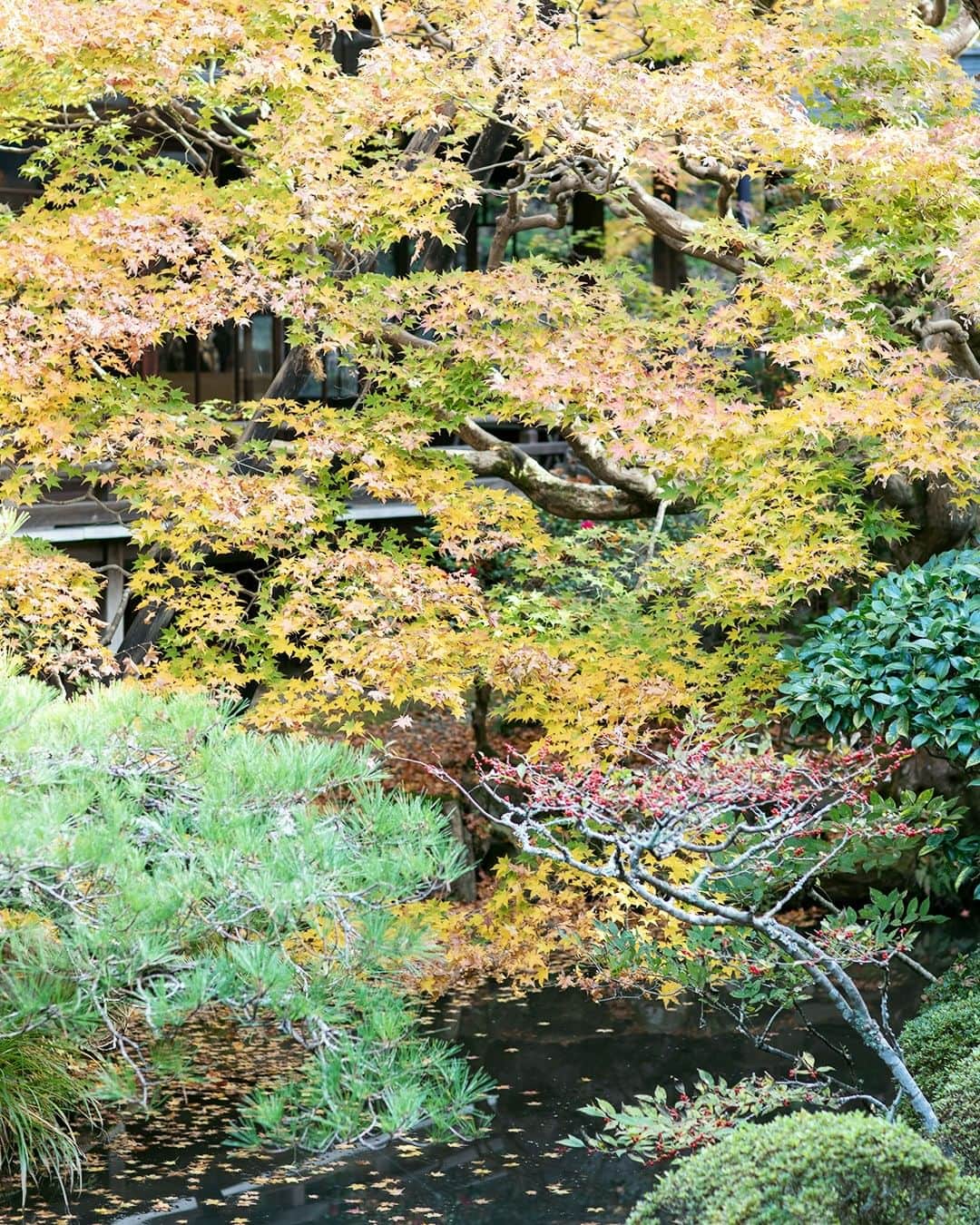 SOU・SOUさんのインスタグラム写真 - (SOU・SOUInstagram)「色鮮やかなカエデやモミジ、まさに「別格」の紅葉。京都東山の紅葉散歩♪ - - - - - - - - - - - - 秋も深まり、SOU・SOUのある京都も紅葉が各所で見頃を迎えています。 - そんな紅葉の名所がたくさんある京都から、東山エリアの南禅寺と永観堂を散歩してきました。この日も朝から向かったにもかかわらずたくさんの方が思い思いに紅葉を楽しんでいらっしゃいました。 - 南禅寺は京都市左京区にある禅寺です。京都五山(天竜寺・相国寺・建仁寺・東福寺・万寿寺)のさらに上に置かれる”別格扱い”の寺院。日本の全ての禅寺の中で最も高い格式を持つお寺です。 - 参道を歩き、南禅寺に足を踏み入れると、高さ22mを誇る大きな三門がまずはじめに目に飛び込んできます。こちらの三門は、重要文化財にも認定されています。 - お次の永観堂は浄土宗西山禅林寺派の総本山。本堂の阿弥陀如来像は、顔をななめ後ろに向けており「みかえり阿弥陀」と呼ばれています。東山の山肌に多宝塔があり、境内には放生（ほうじょう）池もあり、見事な借景を楽しめます。 - 楓におおわれた釈迦堂や開山堂などの諸堂は回廊で結ばれ、紅葉も至るところで見ることができます。真っ赤に色づいた場所や、まだ緑が初々しいところも、さまざまな自然の彩りを楽しむことができました。 - - - #sousou #sousoukyoto #shrine #kyoto #京都 #そうだ京都行こう #神社仏閣 #期間限定 #秋 #風物詩 #秋の風景 #京都旅 #京都のくらし #日々の暮らし #紅葉 #紅葉 #観光 #京都散歩 #京都観光 #南禅寺 #南禅寺 #紅葉狩り #南禅寺三門 #紅葉 #autumn #秋の京都 #京都散策 #京都紅葉 #京都観光 #秋を楽しもう」11月26日 12時00分 - sousoukyoto