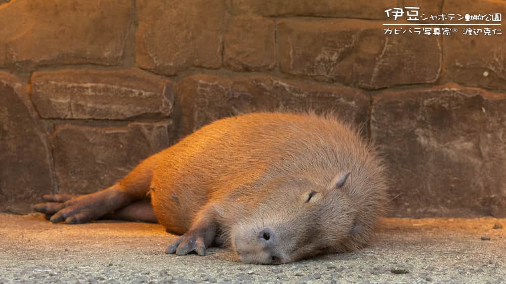 渡辺克仁のインスタグラム：「カピアニ展２０２３！東京・浅草「ブレーメンハウス」にて、本日12時より開店です。本日最終日です。  #カピバラ #水豚 #capybara #カピアニ展 #浅草」