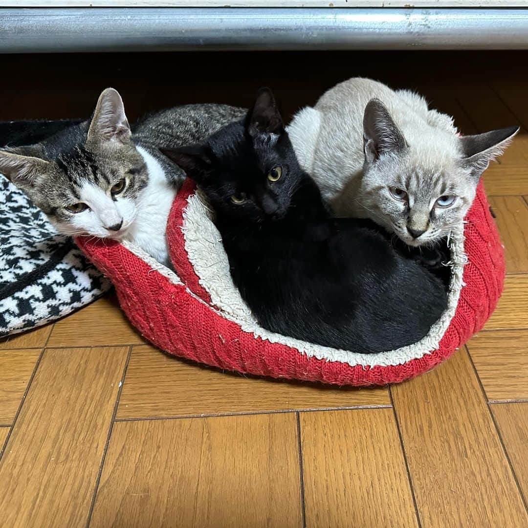 やふのインスタグラム：「君たちそれはキツくない？ . #cat #neko #catlovers #catsofinstagram #catstagram #instacat #猫 #ねこ #ネコ #保護猫 #健 #万」