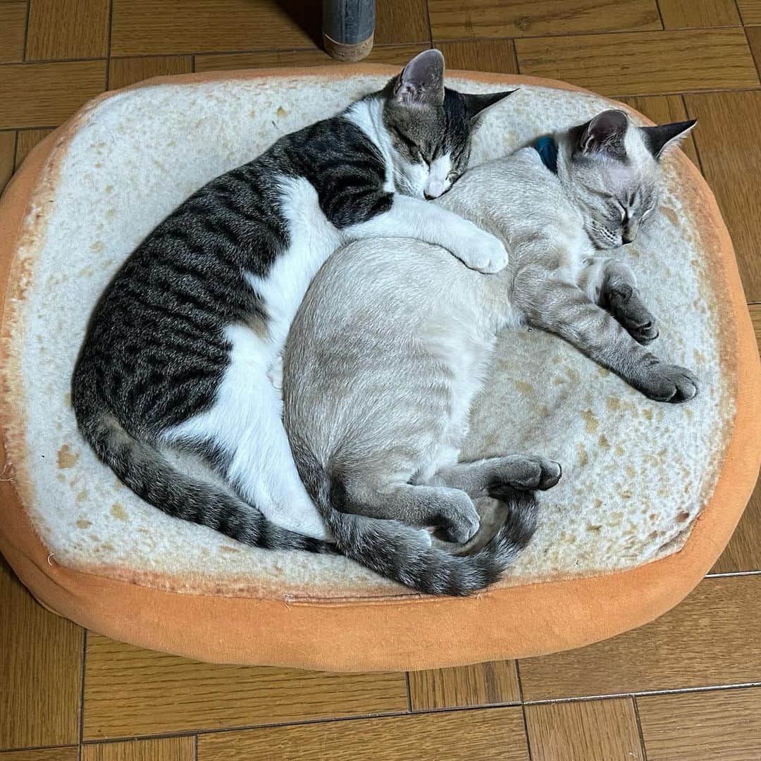 やふのインスタグラム：「餃子パン . #cat #neko #catlovers #catsofinstagram #catstagram #instacat #猫 #ねこ #ネコ #保護猫 #健」