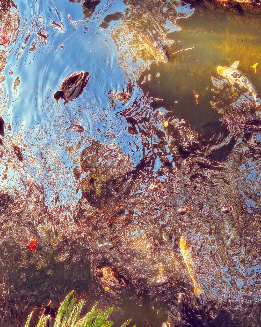 ゴンゾーのインスタグラム：「koi kamo」